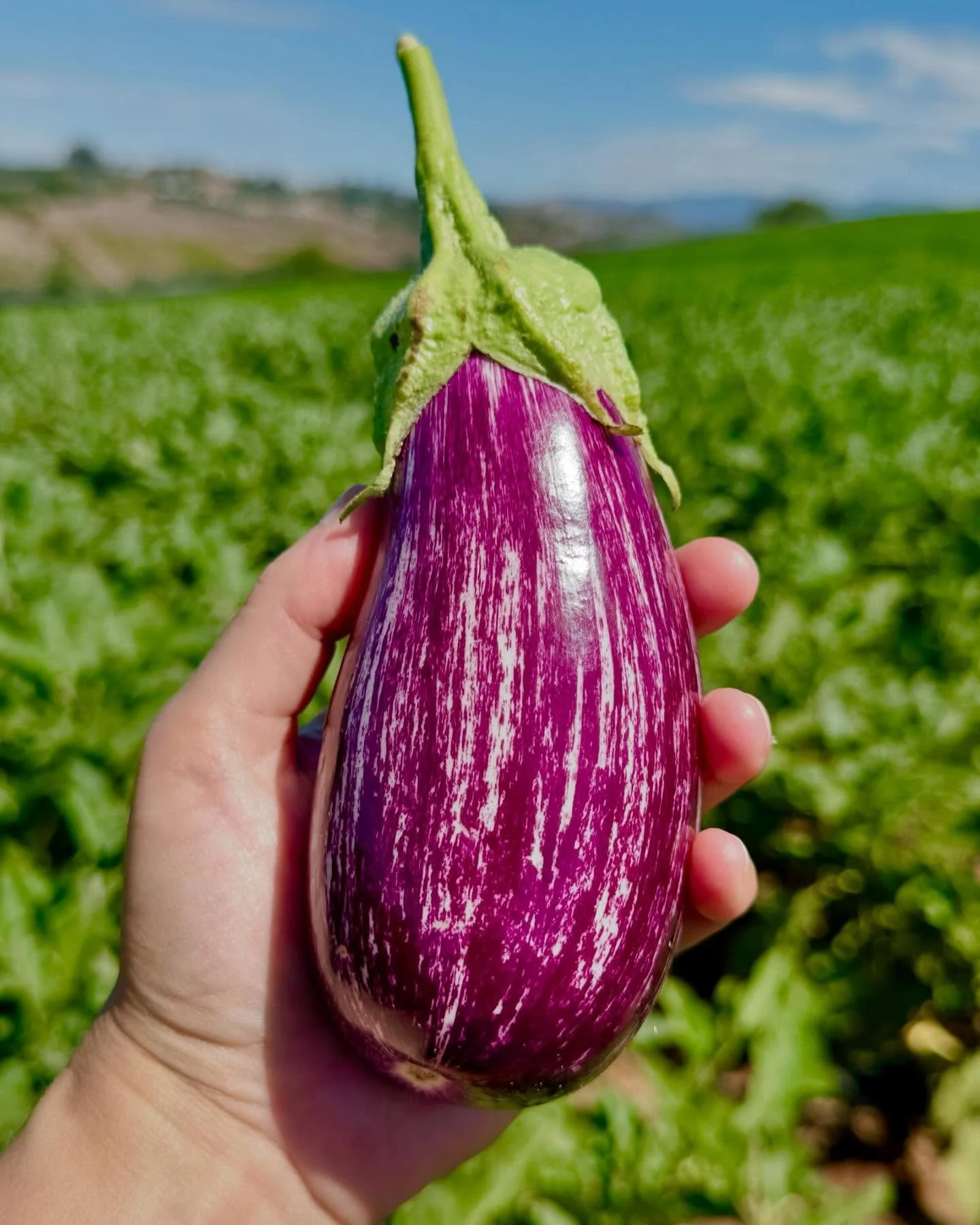 This is what it&rsquo;s all about; the freshest local organic produce in San Diego 🌱 @jrorganicsfarm Feeling truly blessed to work with the very best 💜 #sandiegoorganic #organicfarming #organiccatering #organicchefsandiego