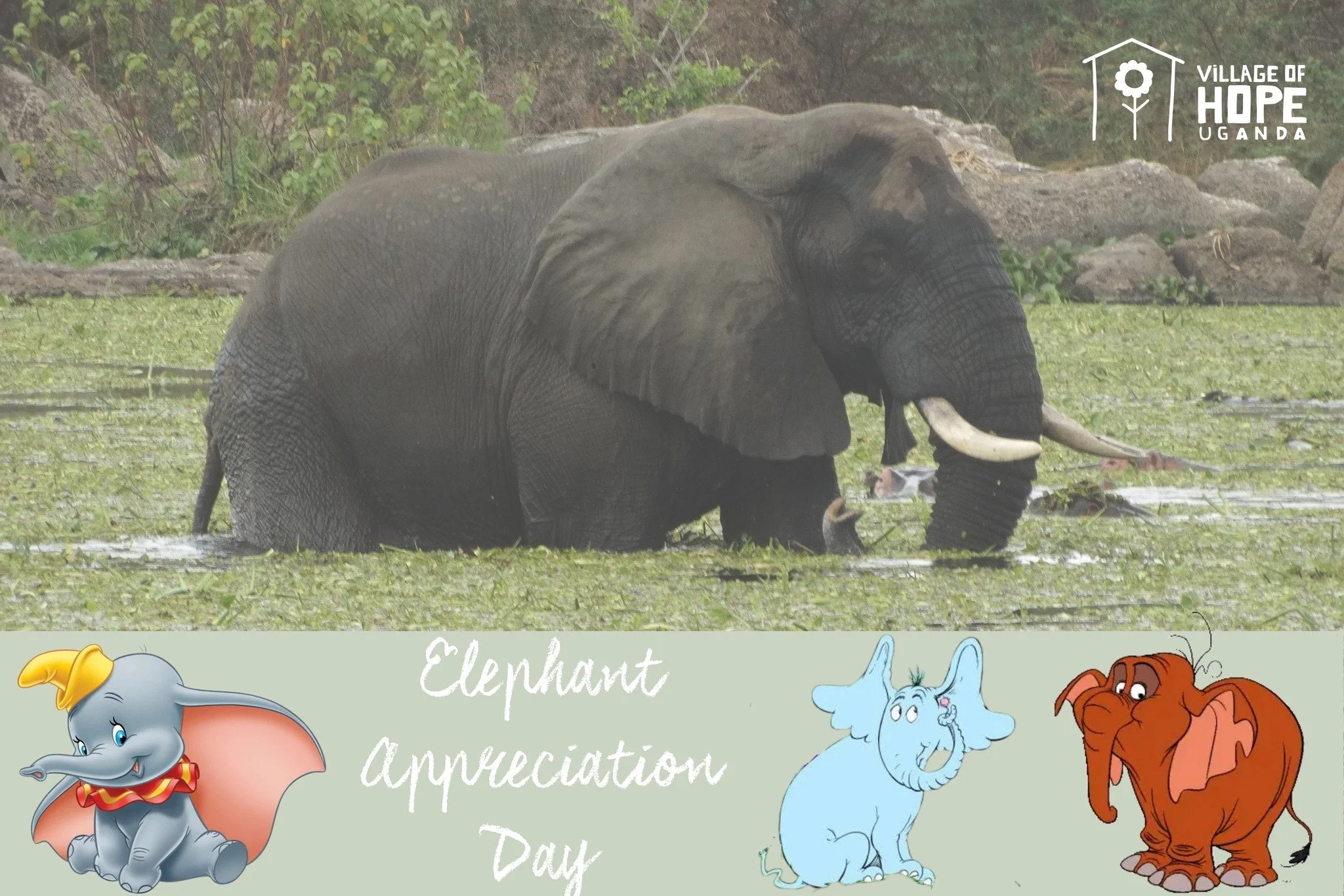 It's Elephant Appreciation Day! We sure do see a lot of these guys in Uganda.

Who is your favorite elephant?