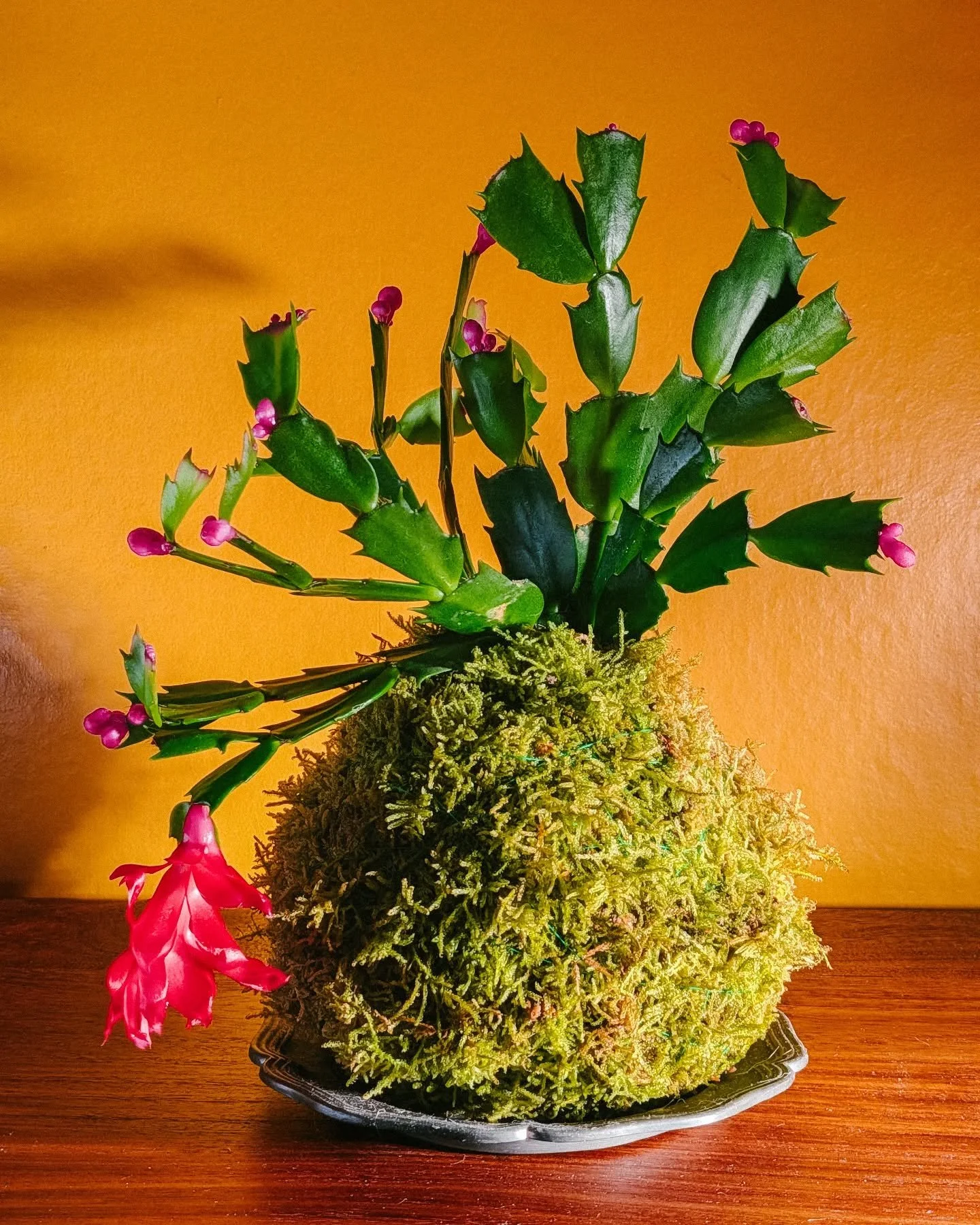Join us at the shop on December 18th from 6-7:30pm and learn kokedama, a Japanese technique of displaying plants in moss-wrapped balls. We&rsquo;ll guide you through creating your own kokedama using Christmas cactus (Schlumbergera truncata) and live 