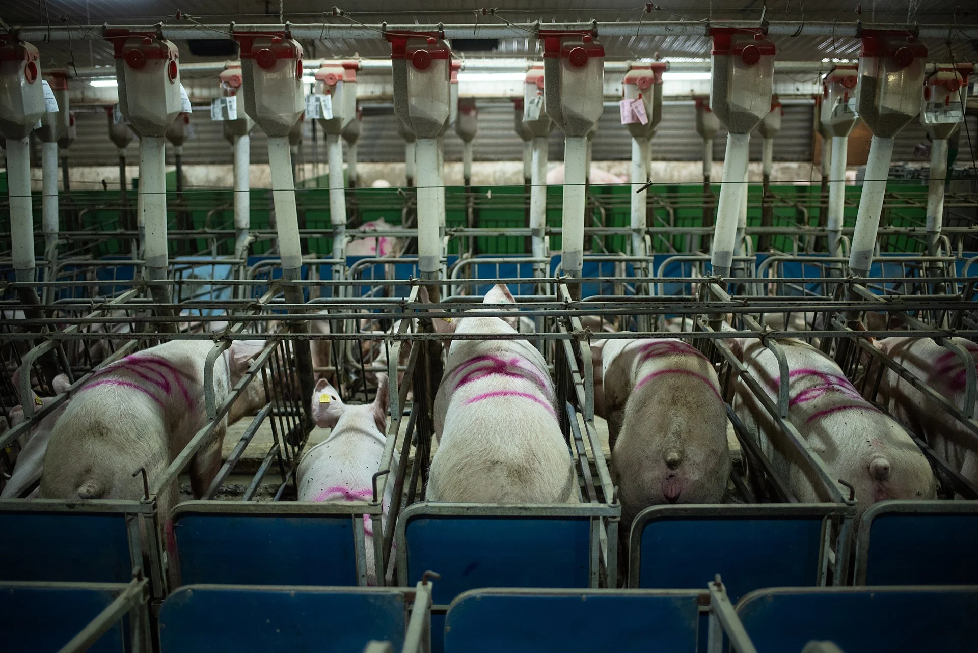 Save Our Bacon is still a threat to animal welfare, environmental protection, and states’ rights