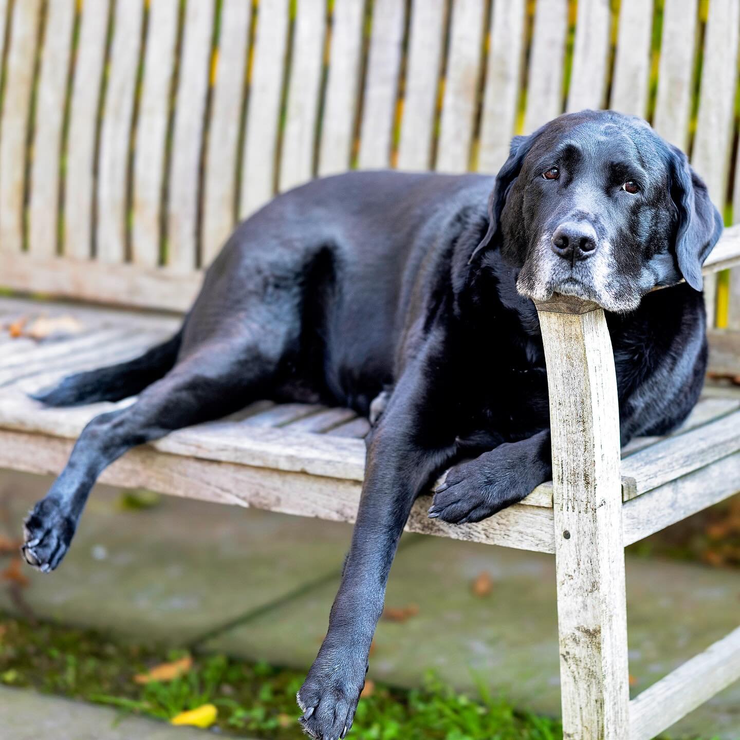 This beautiful therapy dog was hanging out at my photo shoot yesterday. He asked me to take his picture. . I wanted to stay with him all day. I still do.  #photographerlife