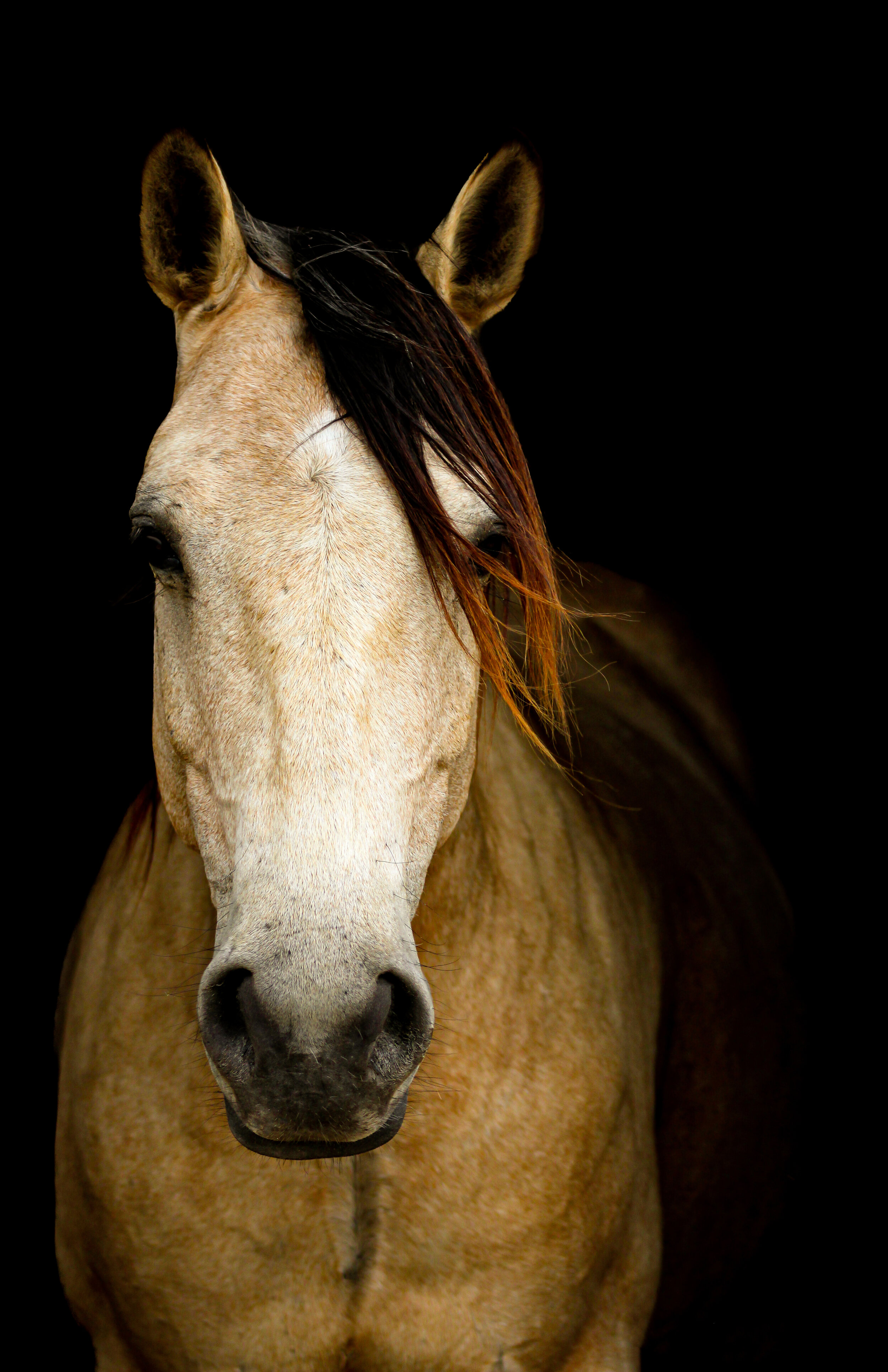 IMG_8827-picfair.jpg