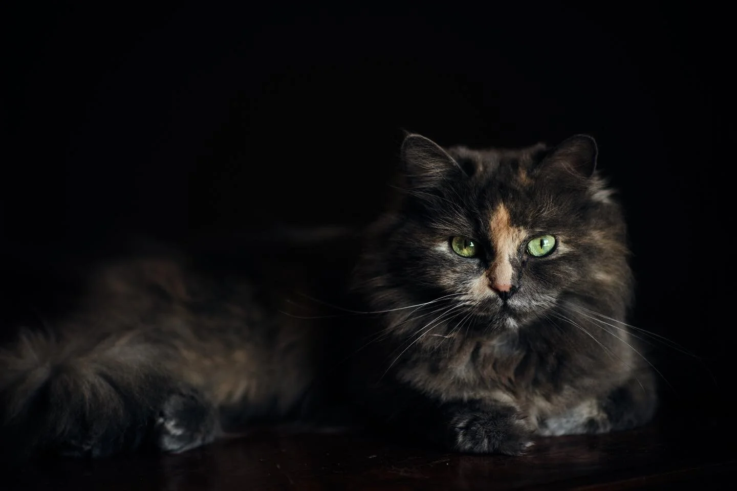 So I guess I take cat portraits