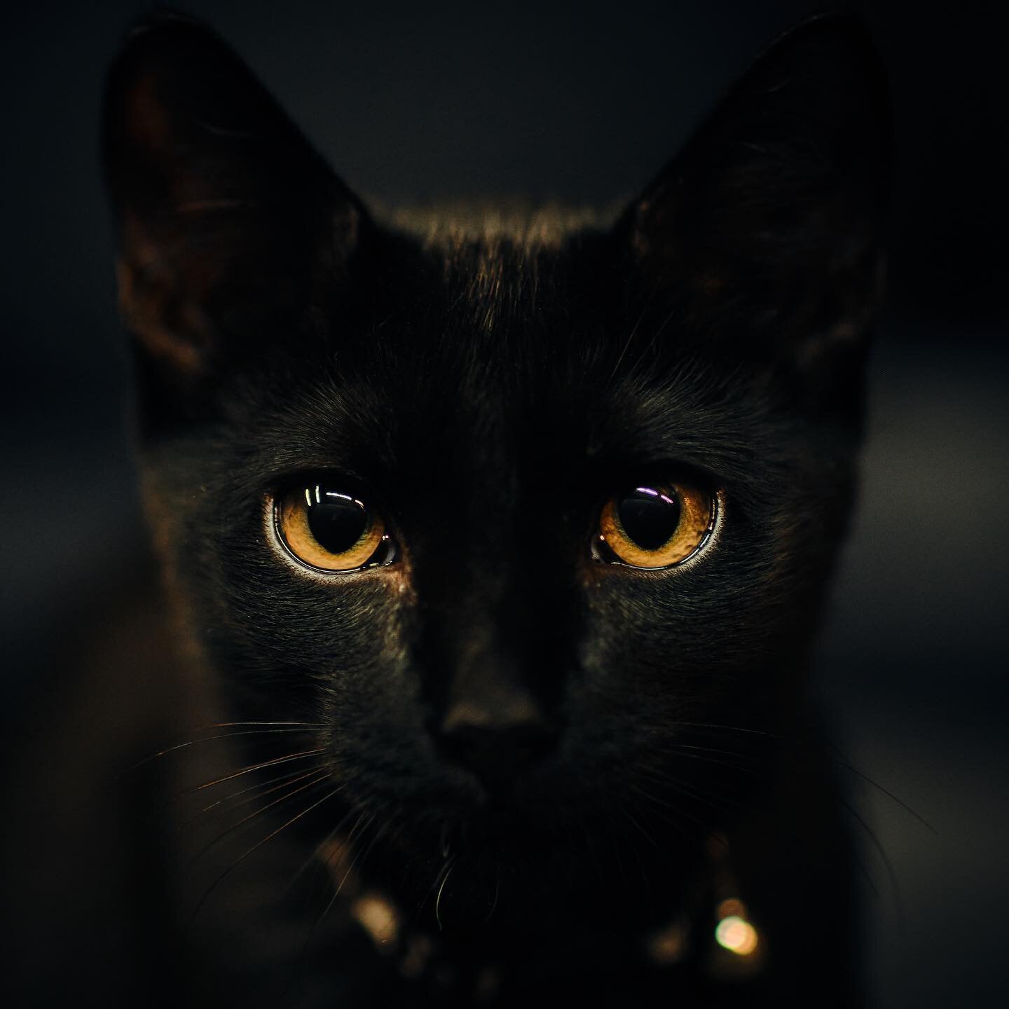 Thanks to @anabrandt I was able to get the @fujifilmx_us xh2. I love the camera so far there&rsquo;s so many options for creativity. Can&rsquo;t wait to see how it does with portraits.