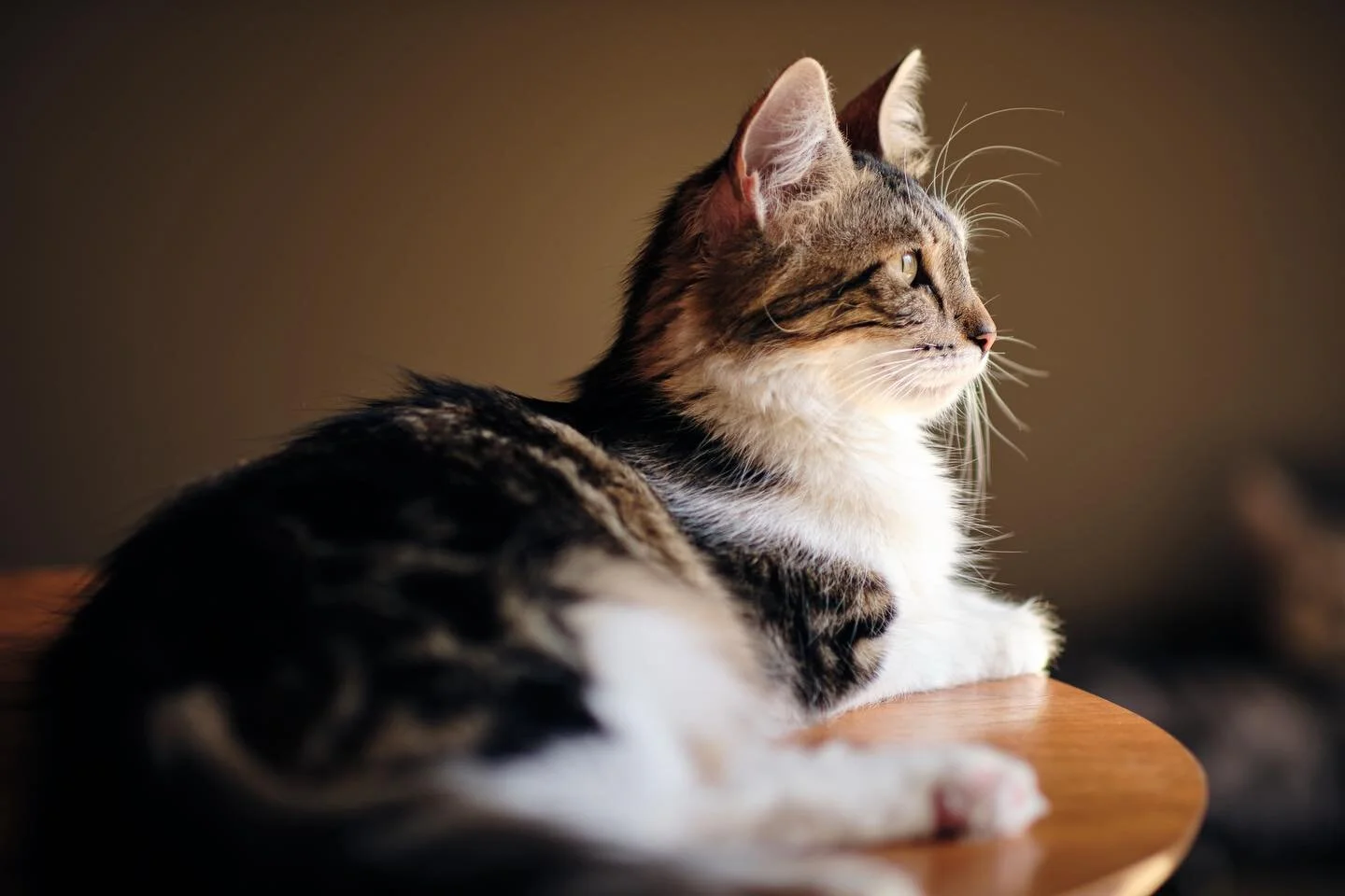 I&rsquo;ll always be impressed with Fuji&rsquo;s color science. This image was pulled in a dozen opposite directions. This was direct sunlight on the cat.