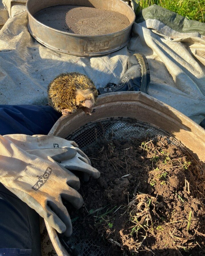 #MascotMonday 

Evie was in northeastern New South Wales recently, helping our archaeologists sieve through clay mud for a project. 

Sieving is an important archaeological process. Small finds like bone fragments, stone tool flakes and plant remains