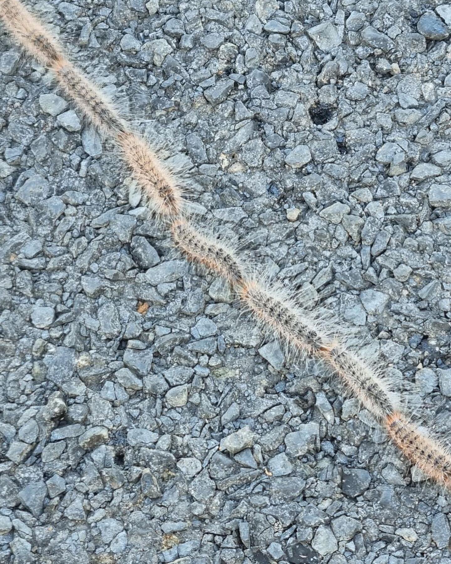 #WhereTheWildThingsAre

One of Australia's strangest species of caterpillar (Ochrogaster lunifer) was spotted out on fieldwork recently. These caterpillars are covered in finely barbed hairs. They are likely an inedible species because they are known