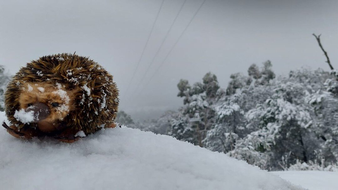 #MascotMonday 

Evie experienced the regional cold snap out with our New South Wales field team last week! 🥶❄

When temperatures drop and snow appears, archaeological fieldwork can still occur but ground surface visibility is limited and extra safet