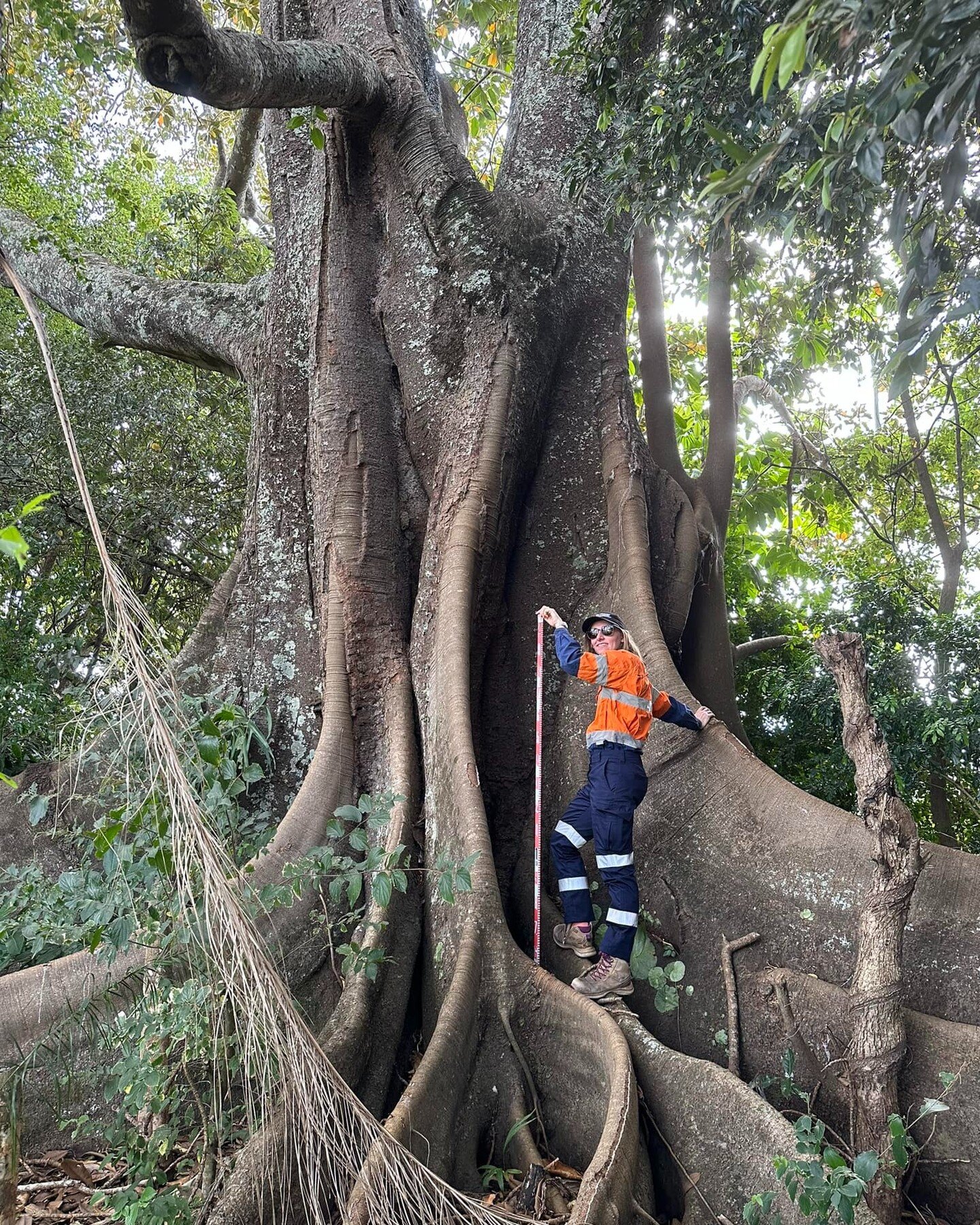 Thanks to our field team for sending in this great photo!

Whilst completing A Duty of Care assessment, Archaeologist Emily came across this large Fig Tree. She grabbed a tape measure and popped in the shot to provide some context for the sheer size 