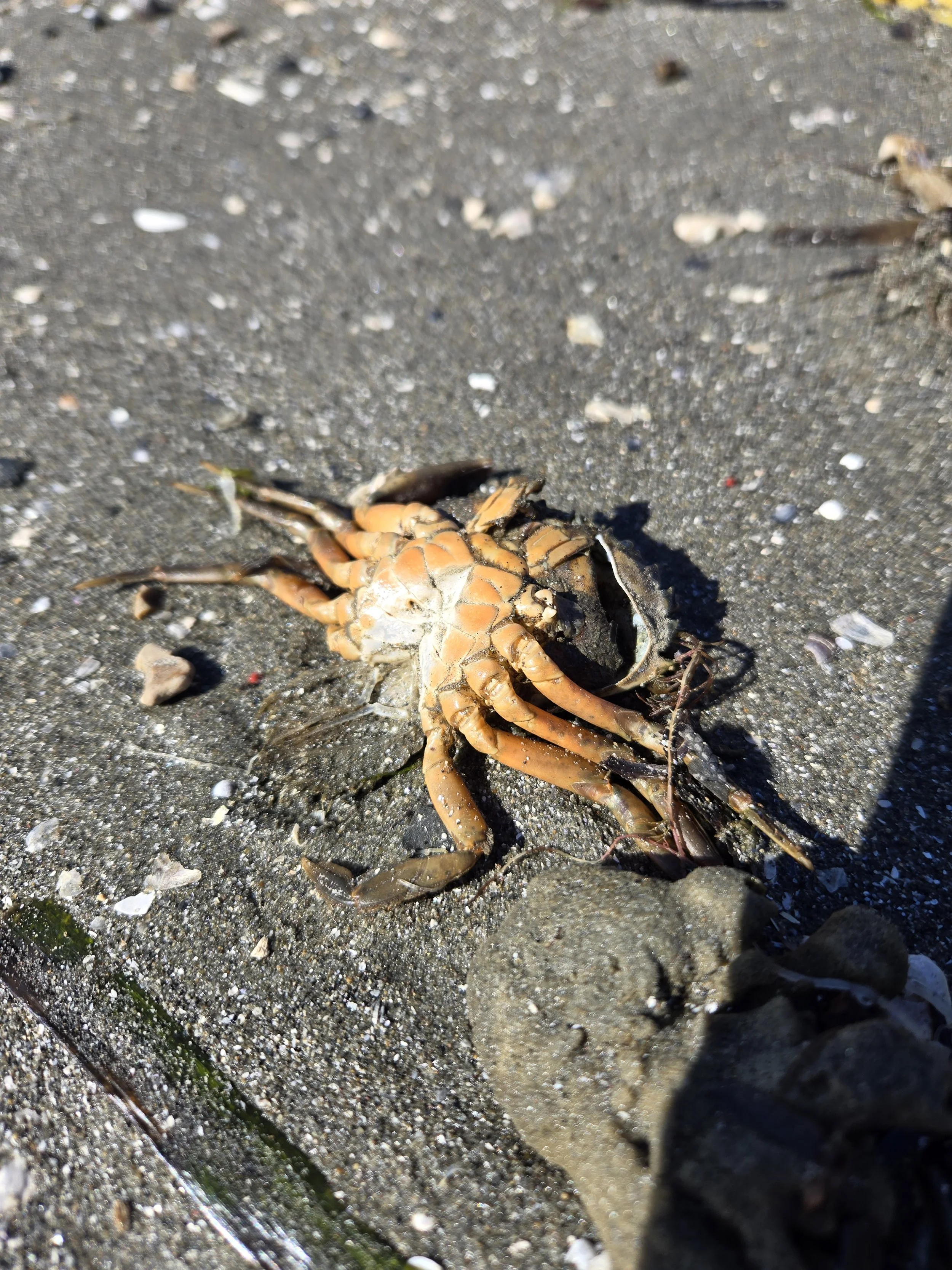 Tide Pools &amp; Tiny Toes: Exploring Crab Cove