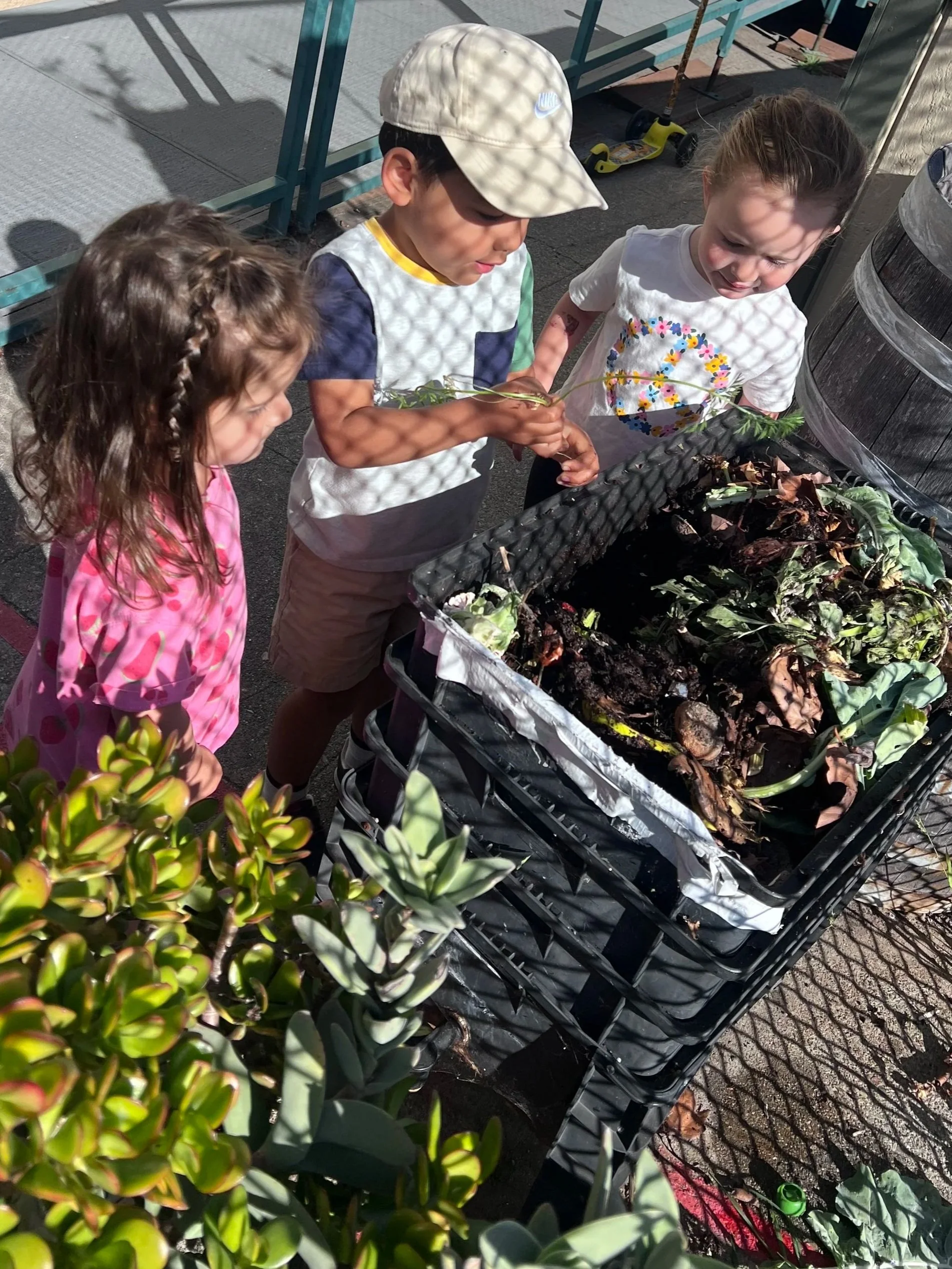 Three children 'feed' the worms with carrots and carrot stems in the worm bin at preschool.