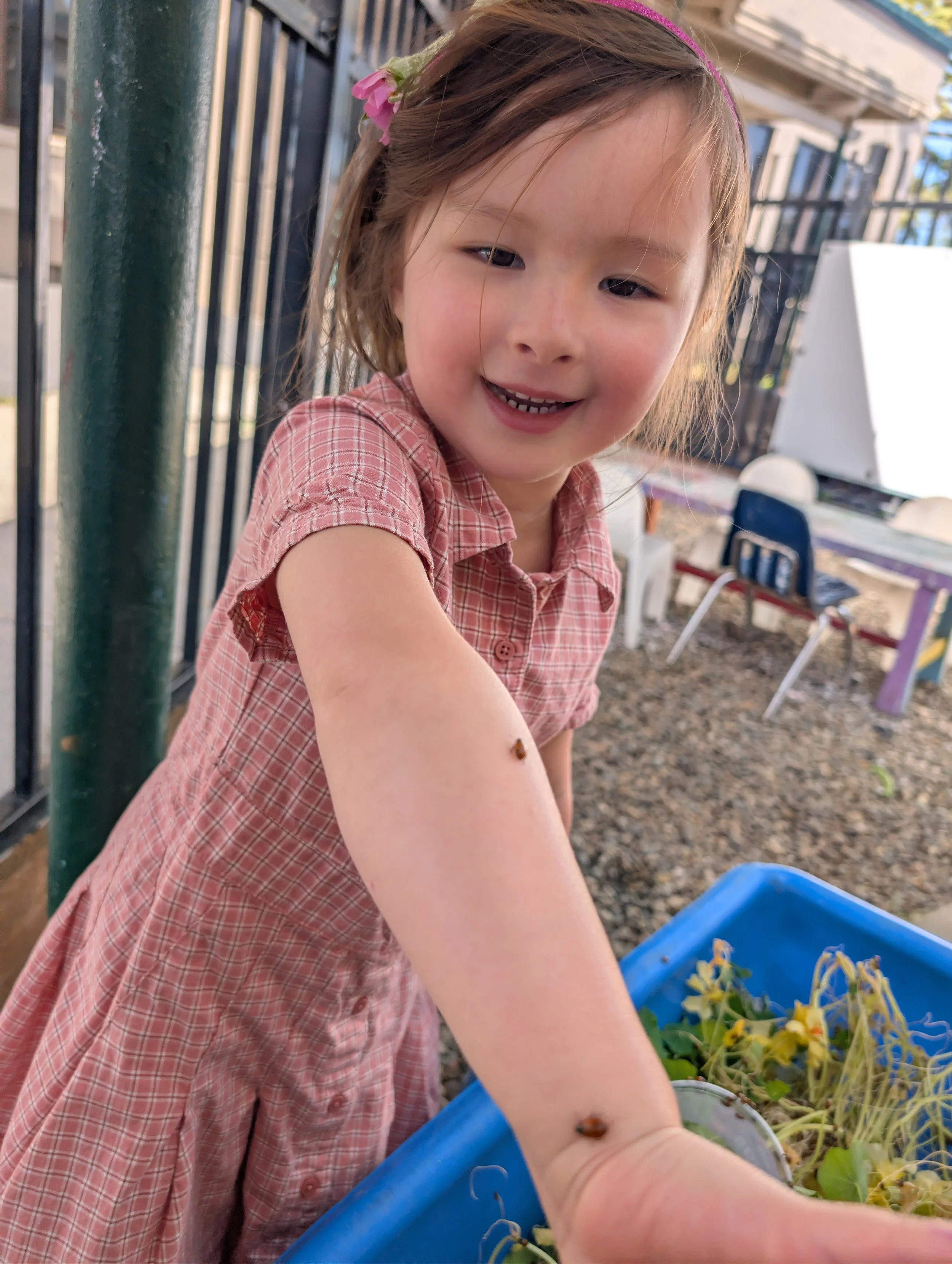 Child with two ladybugs on her arm, looking at them in awe. Standing in a garden with a trough full of foliage.