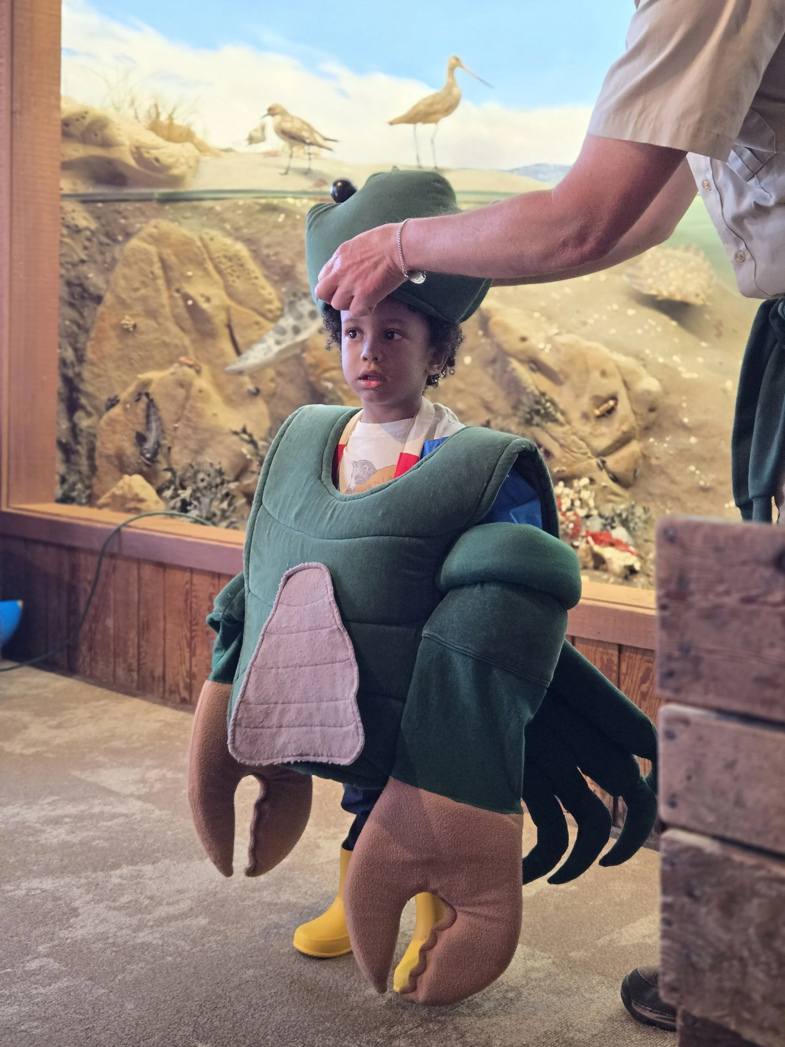 A child having a crab costume placed on him during a lesson about the local creatures and habitat of the San Francisco Bay.