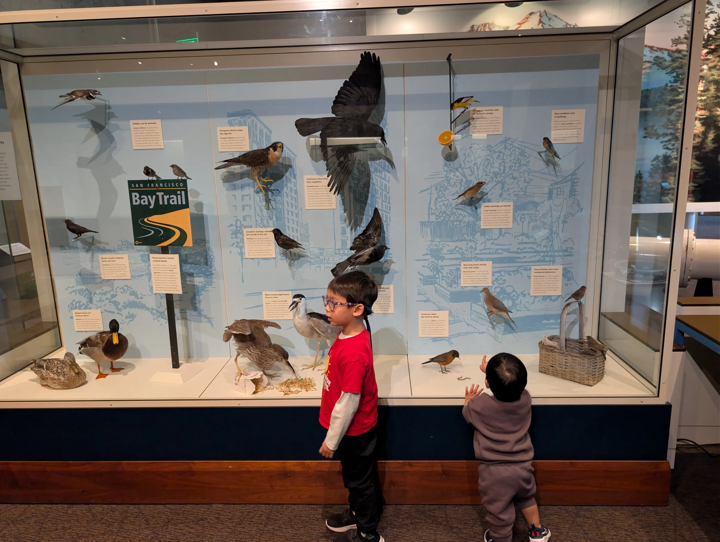 Two children check out an exhibit on the San Francisco Bay Trail featuring all the native birds one can see while on it.
