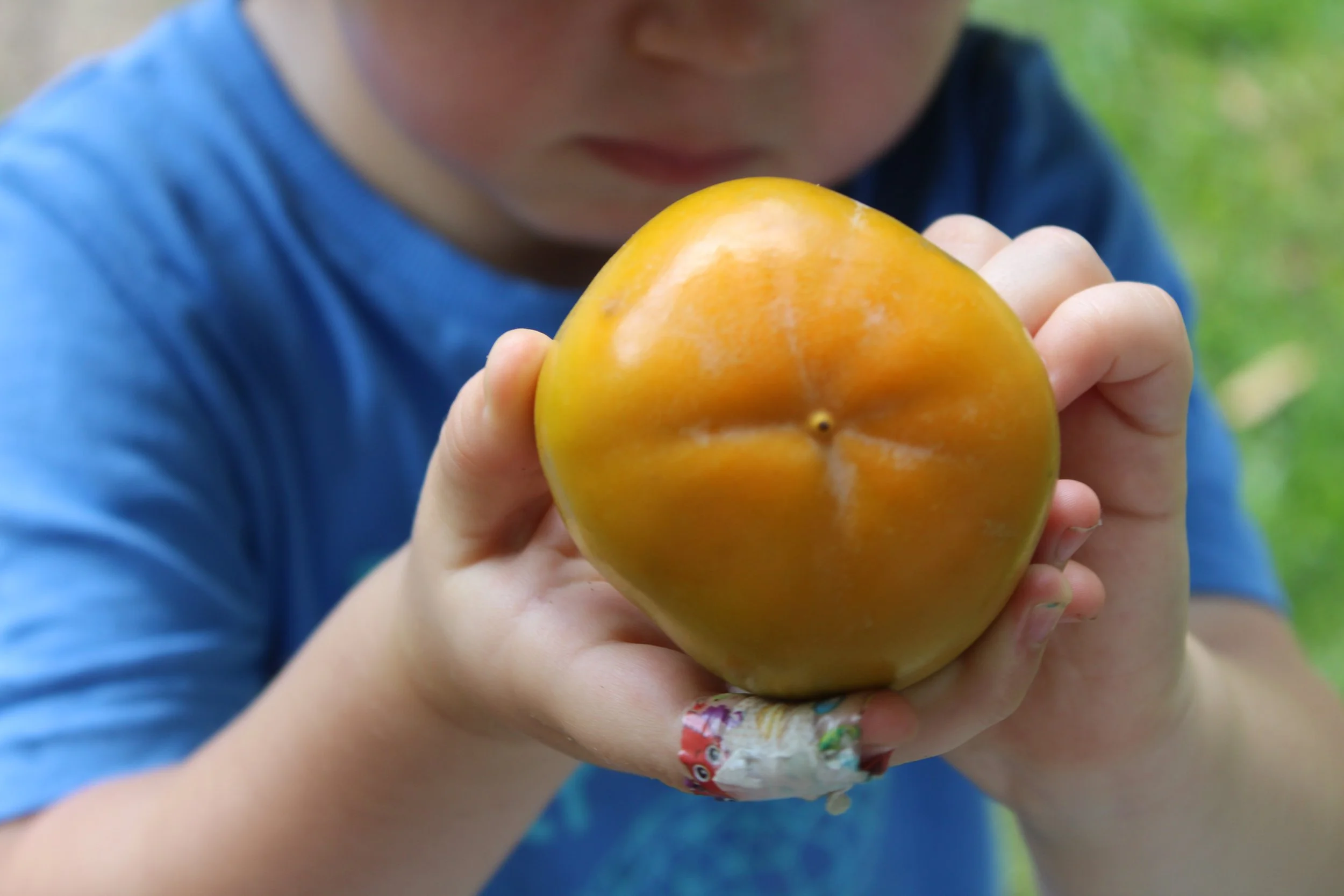 Persimmon_hands.JPG