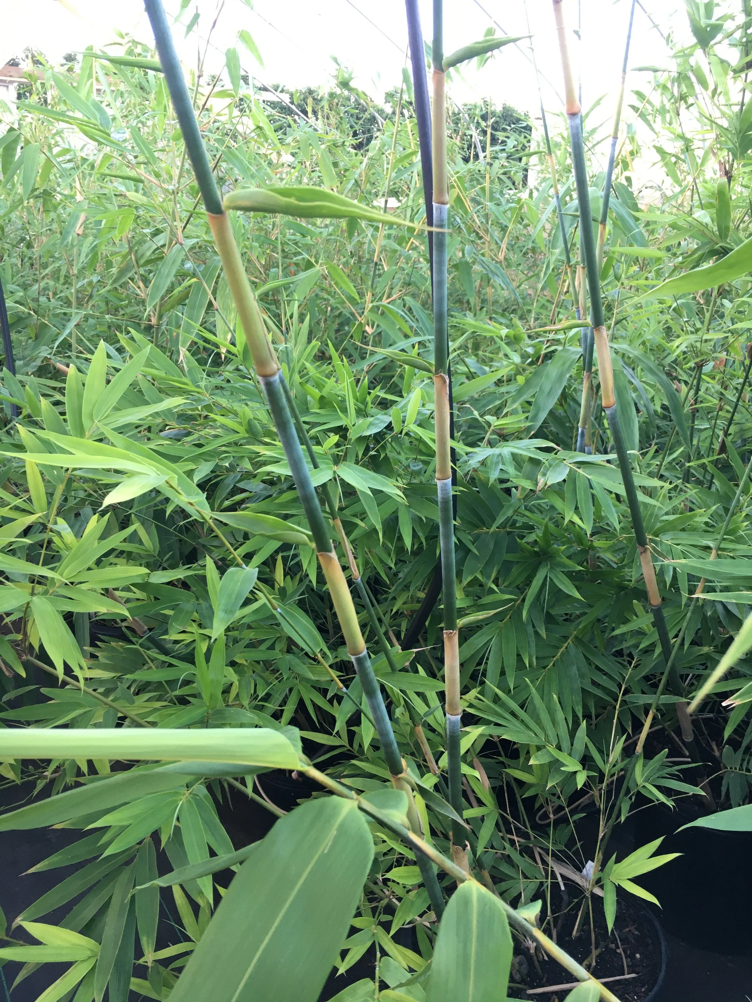 Bamboo Plants For Sale — Oahu Bamboo Nursery Bamboo For Sale Oahu