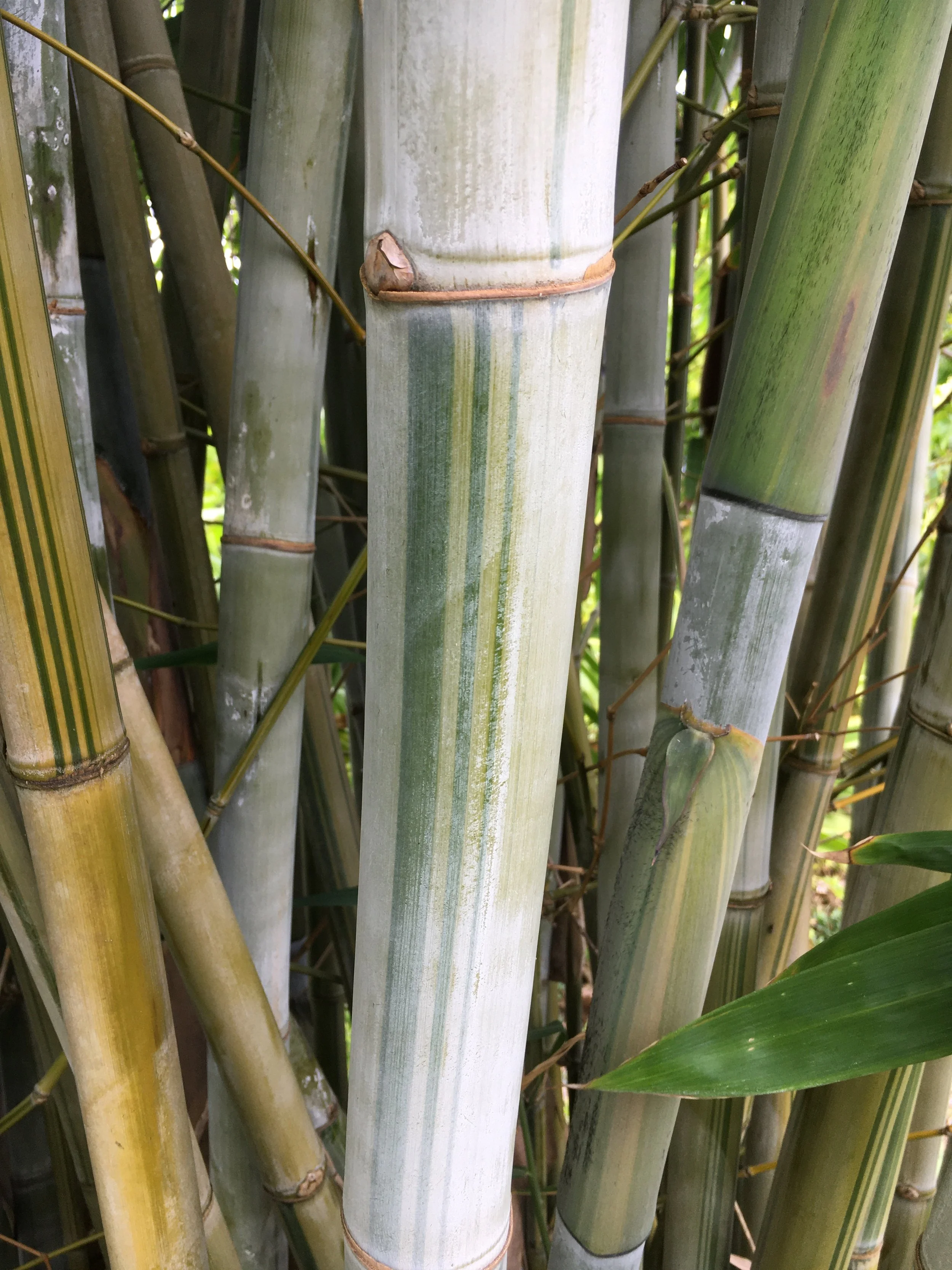 Angel Mist Bamboo  Oahu Bamboo Nursery | Bamboo For Sale | Oahu Bamboo