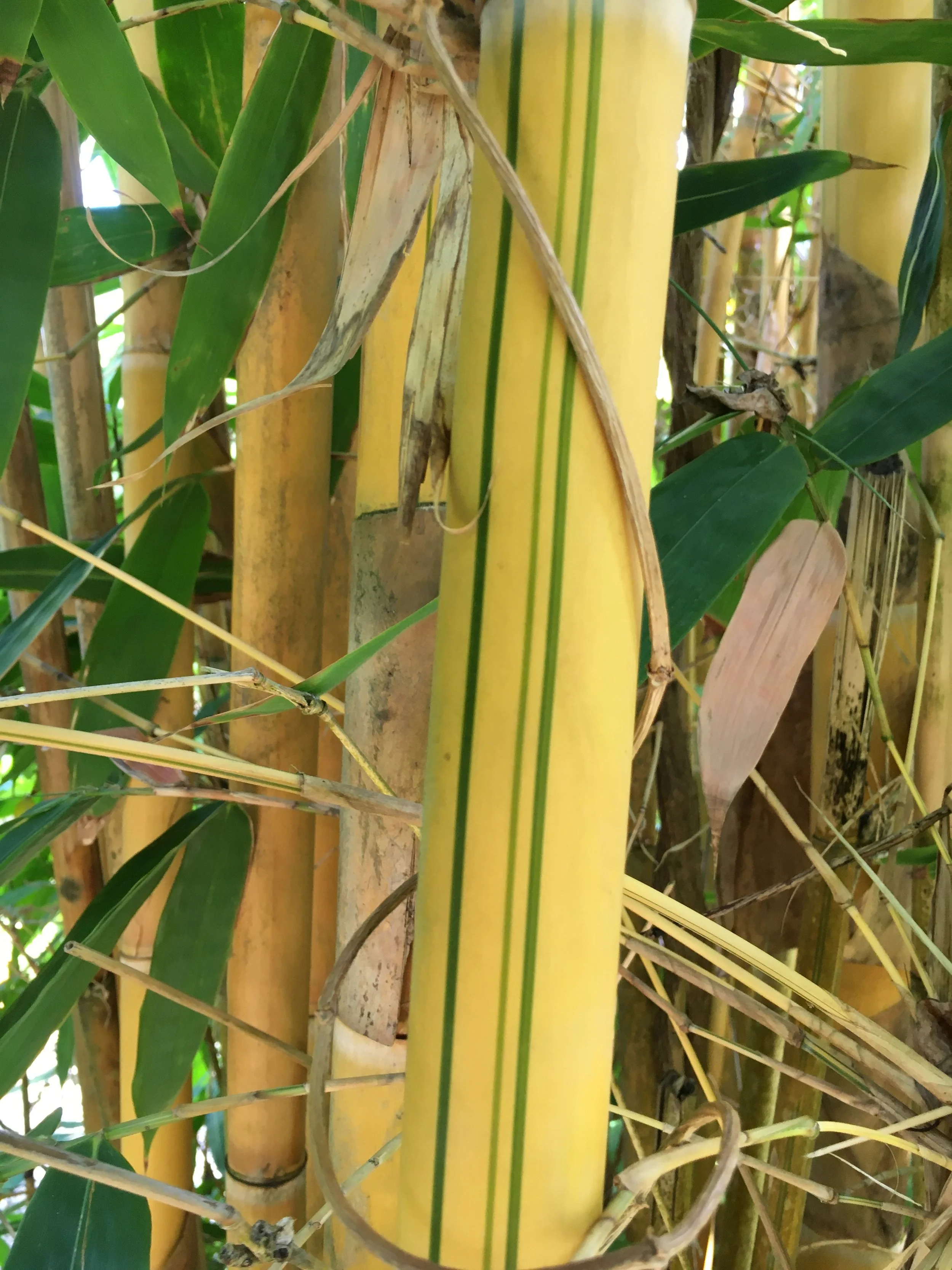 Rare Black Bamboo Seeds  50+ Seeds To Grow Tall Privacy Screen Bamboo  (Ships From Iowa)