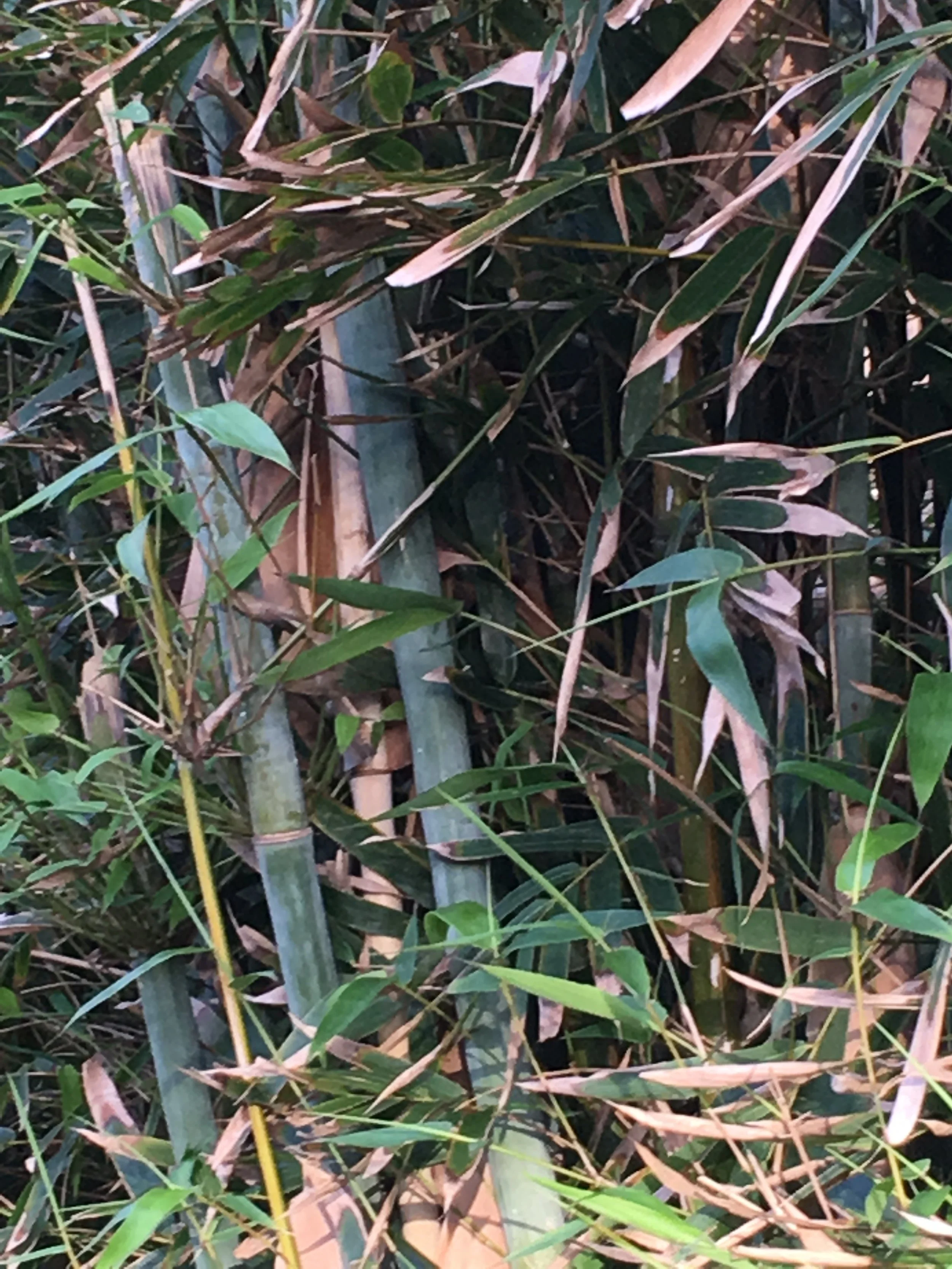 Weaver's Bamboo  Oahu Bamboo Nursery | Bamboo For Sale | Oahu Bamboo