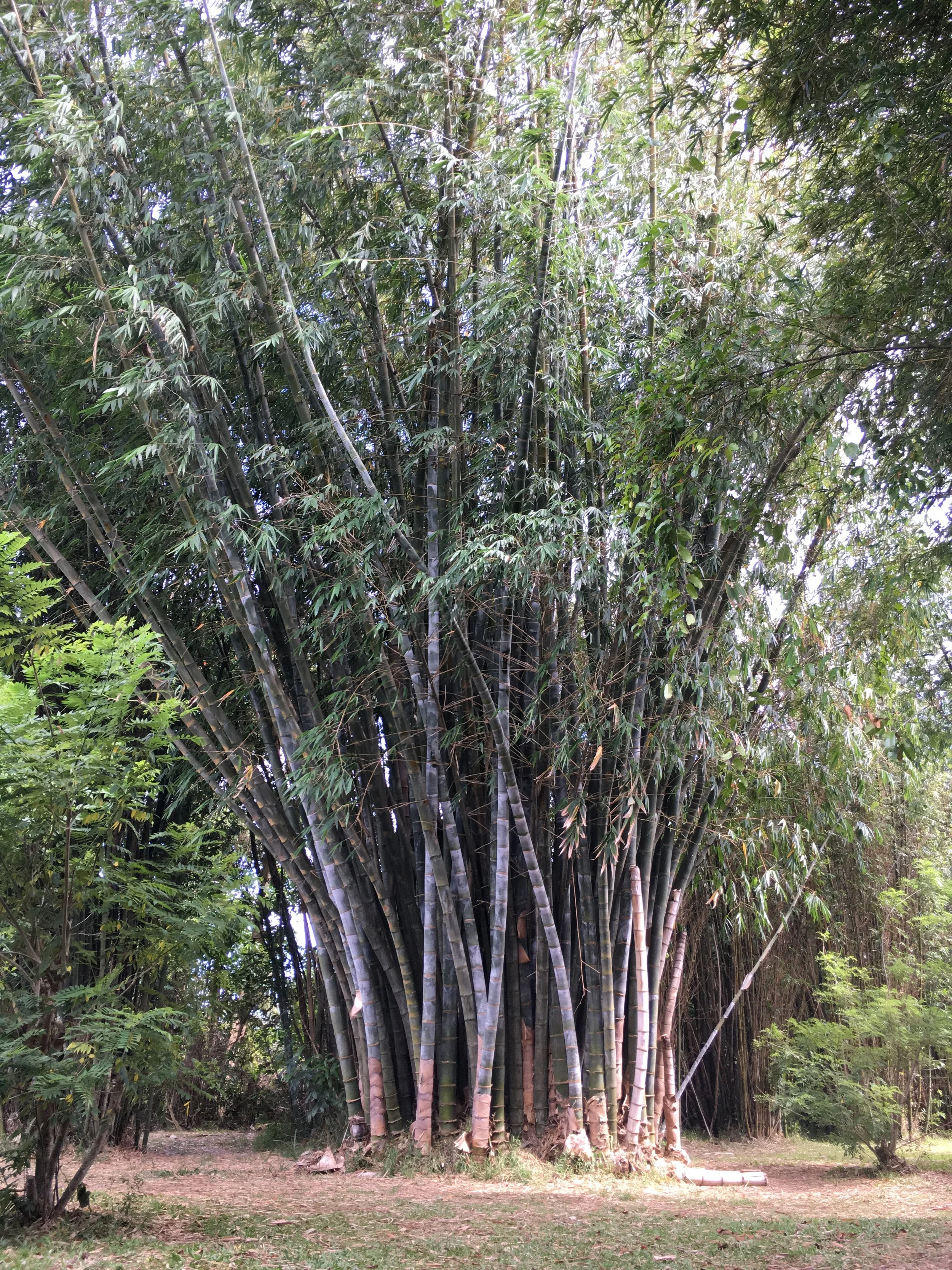 Giant Bamboo — Oahu Bamboo Nursery | Bamboo For Sale | Oahu Bamboo