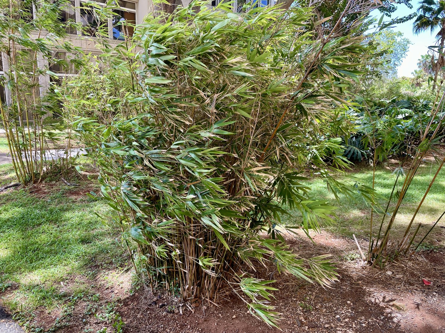 Buy Green Hedge Clumping Bamboo- Nursery Nisarga