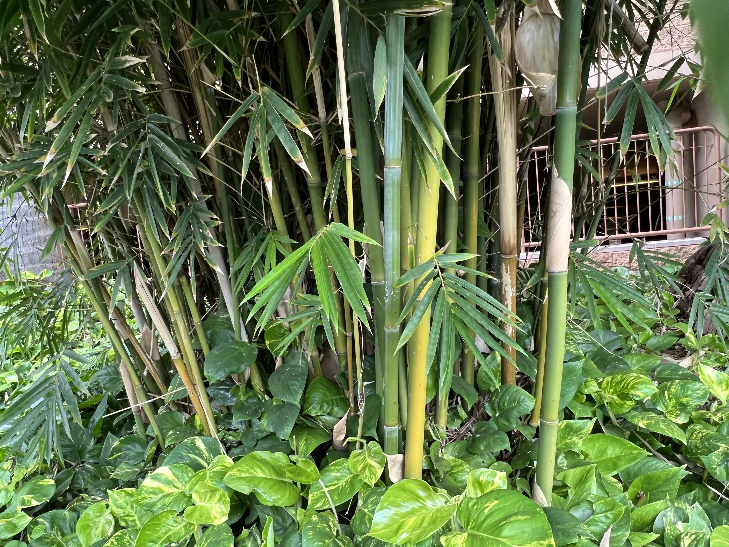 Weaver's Bamboo  Oahu Bamboo Nursery | Bamboo For Sale | Oahu Bamboo