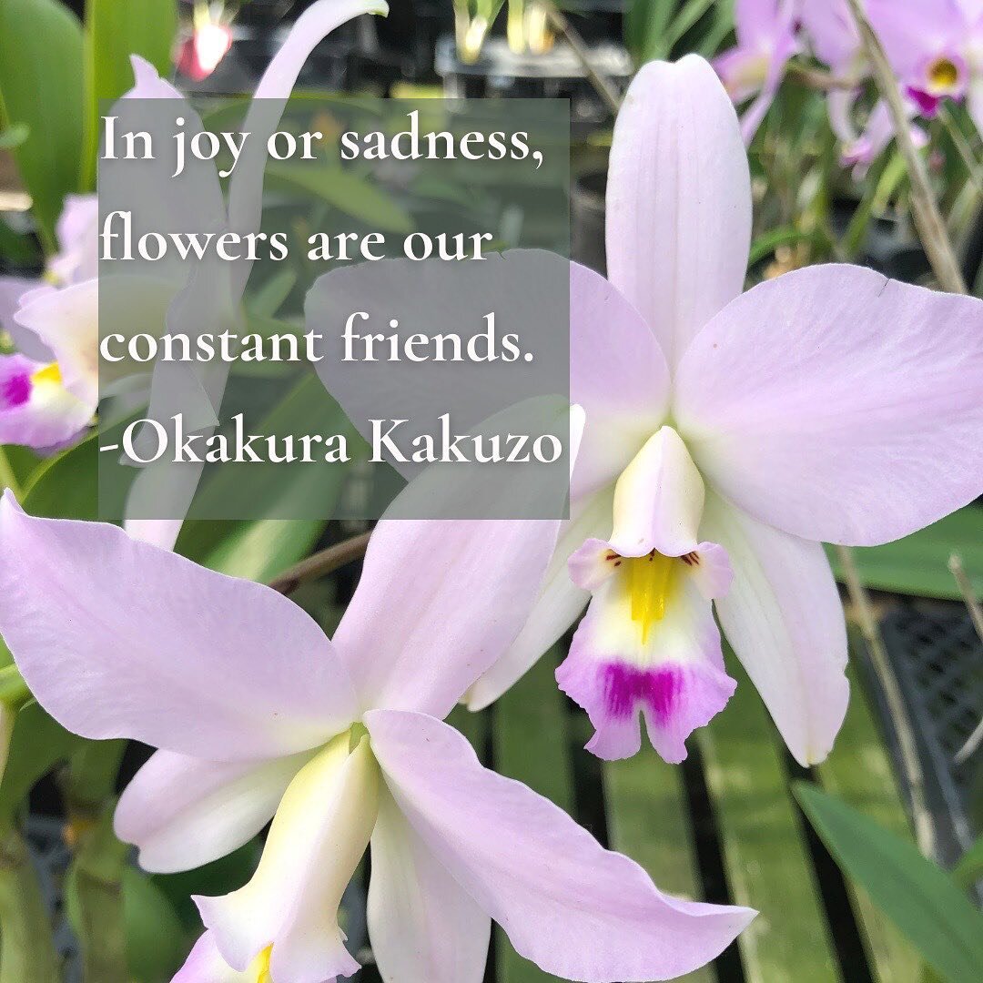 These words are the core of our efforts, and the truth in our hearts.🤍
It&rsquo;s an amazing privilege to share flowers sourced in joy to uplift those experiencing sadness, and we are grateful for every bloom🌺
 

#orchid #repurposedflowers #flowers
