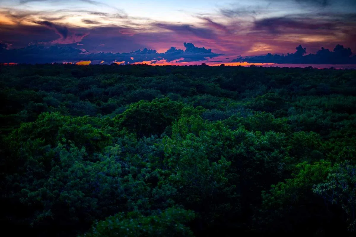 Jungle_Sunset_C-alt.jpg