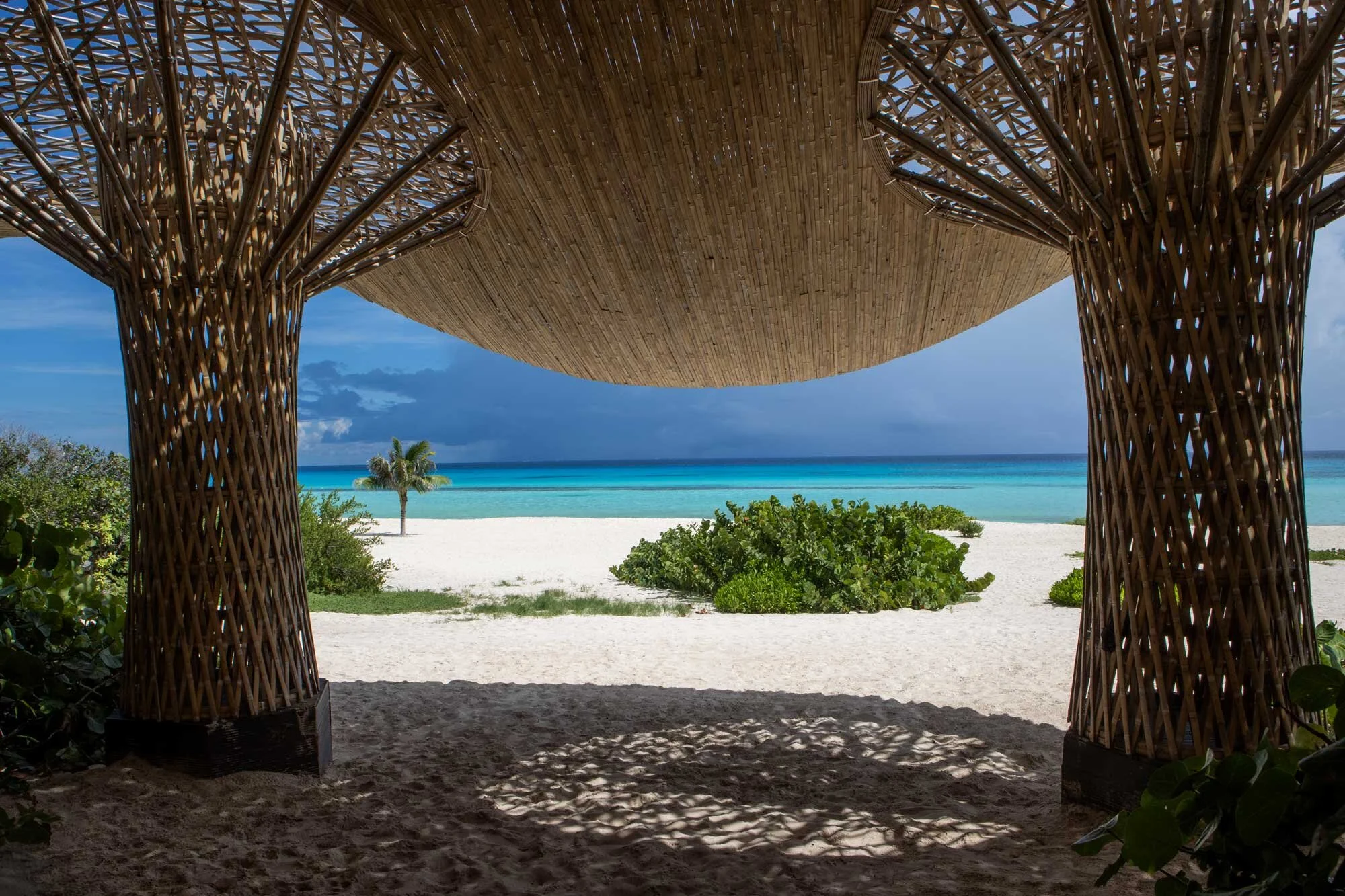 Palm_Shoot-3_008.jpg