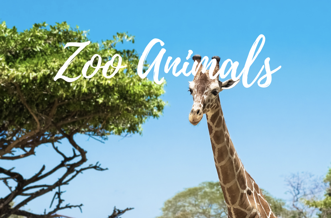 Zoo Animals.png