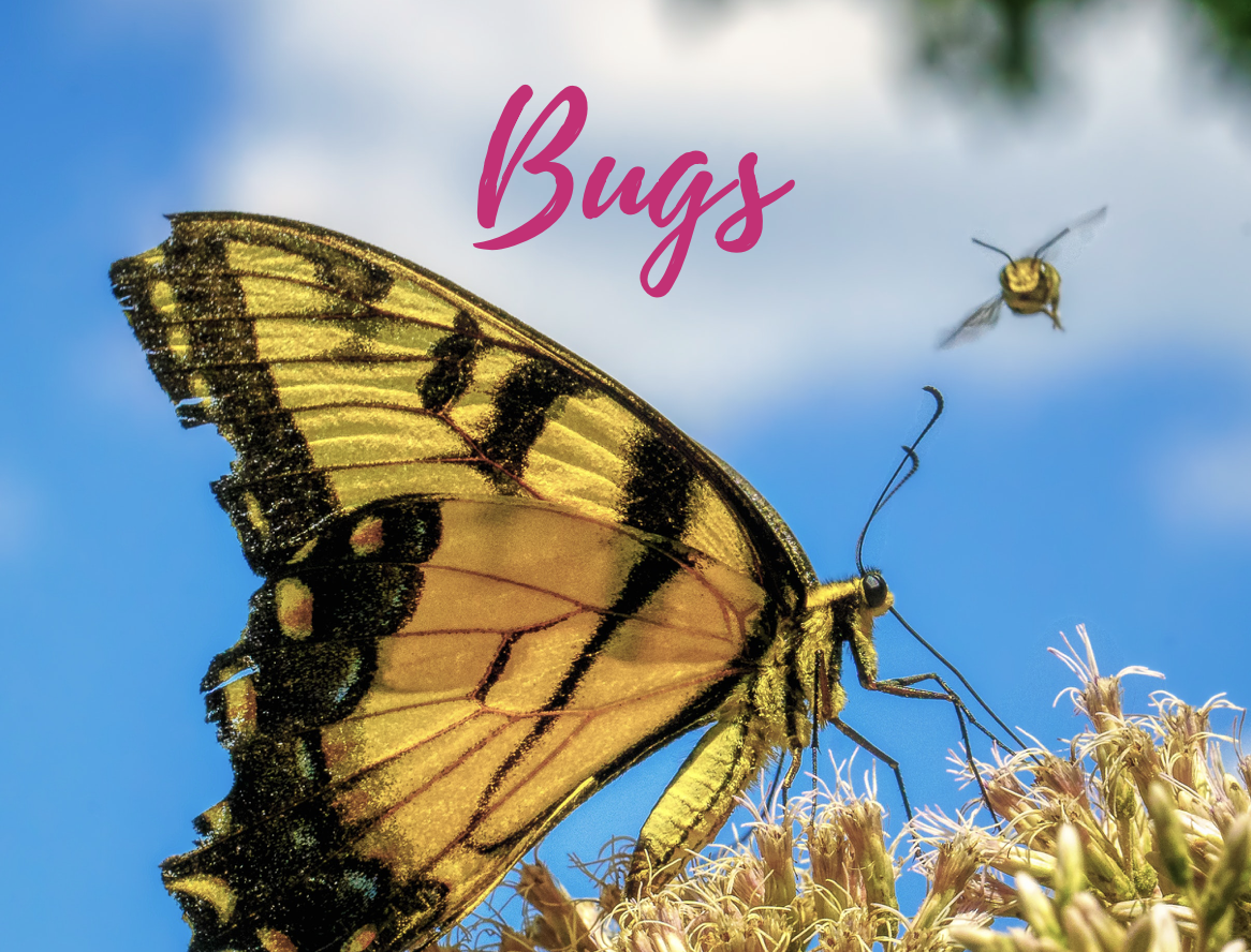 Bugs.png