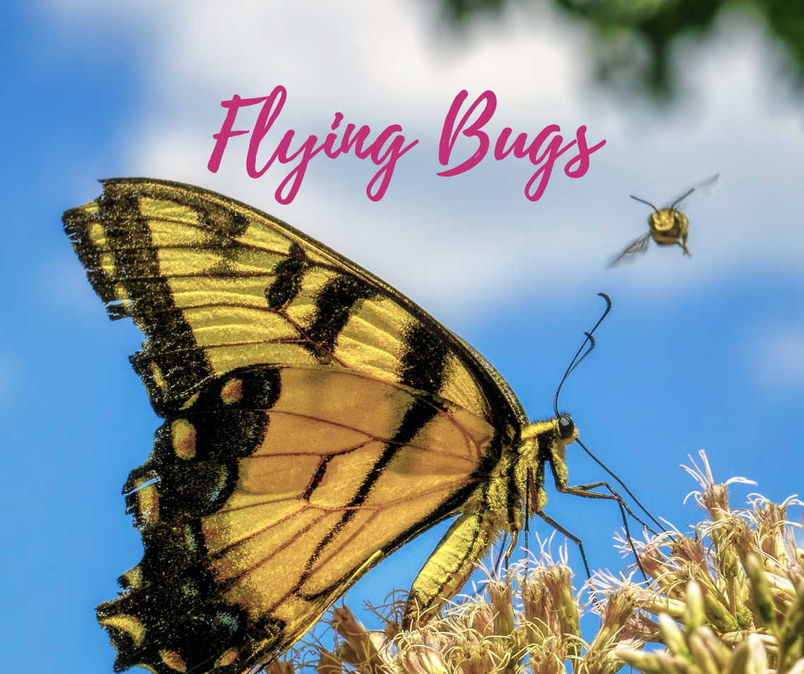 Flying Bugs Music Class - April 20th @ 10:00am in Brentwood