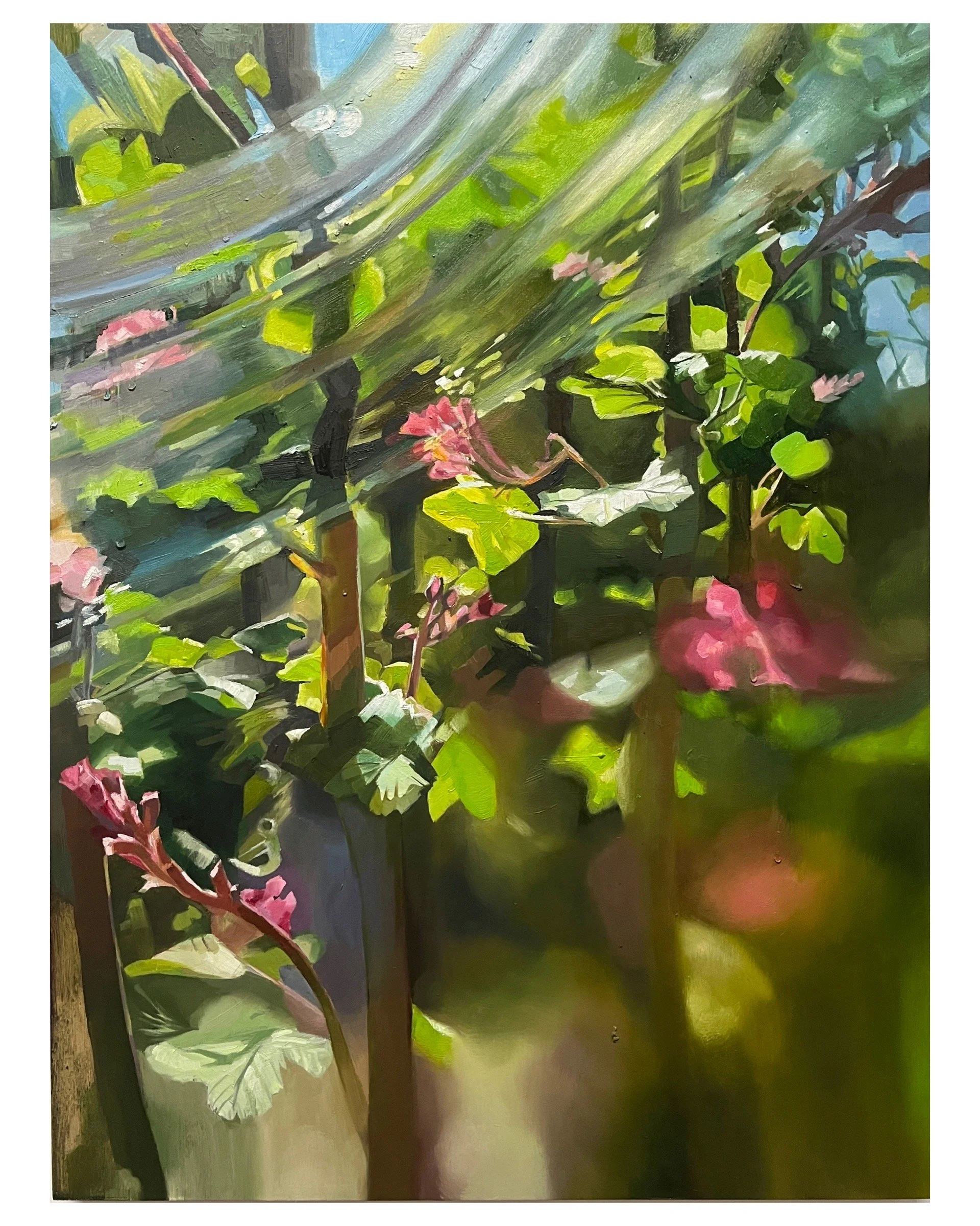 Ribes Sanguineum, 2024