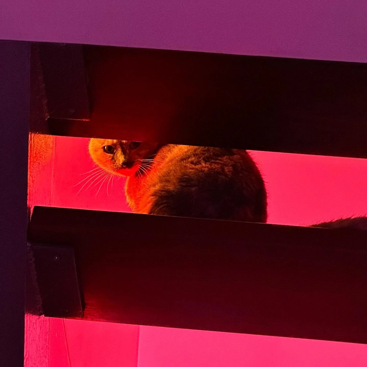 Purrrrrrrrrrrrfection 🐈&zwj;⬛