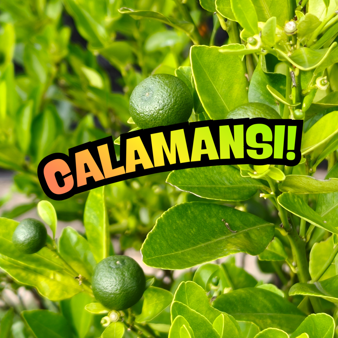 PRICKLY PEAR (1080 x 1080 px) (2).png