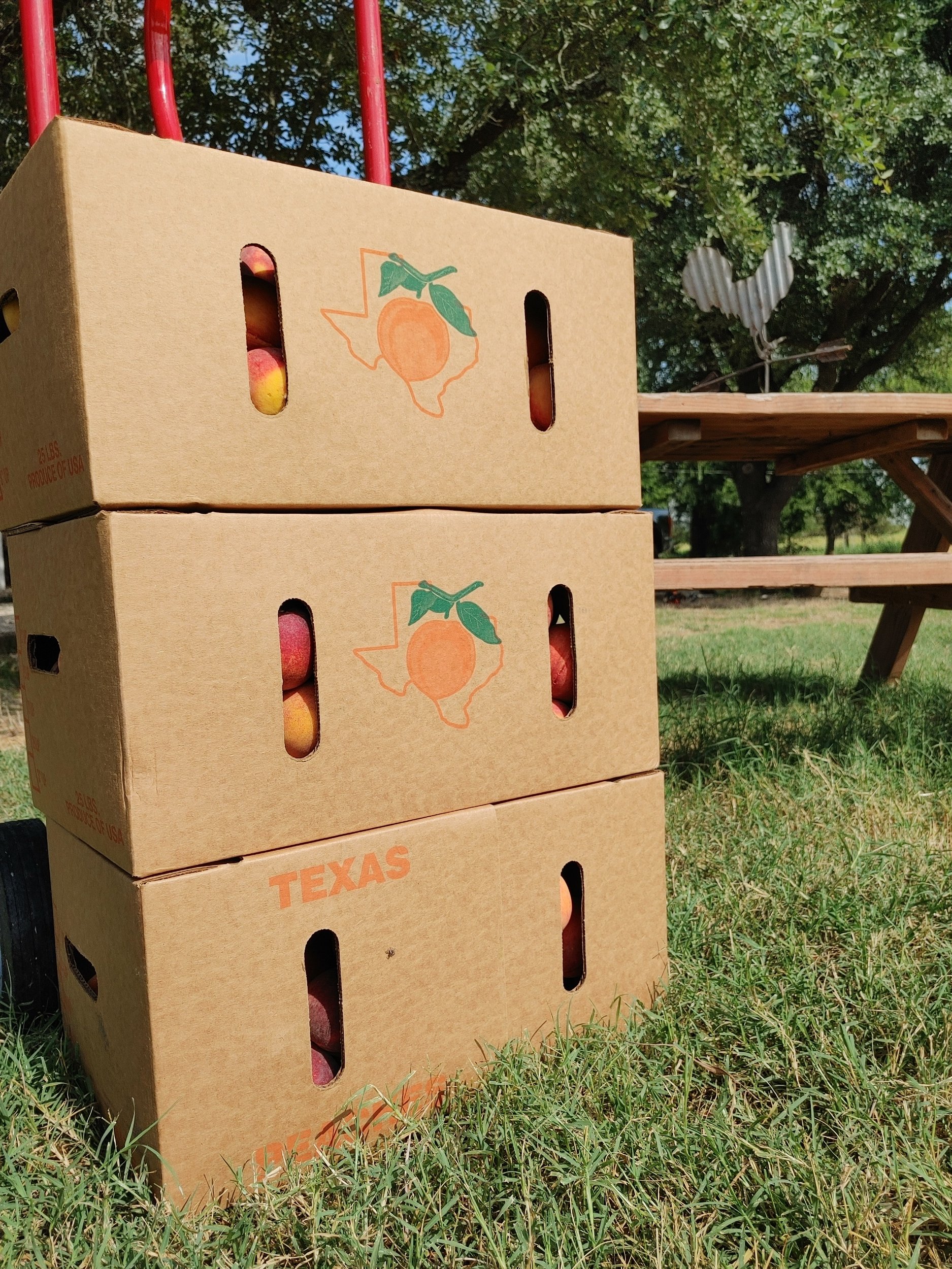 25lb Tx Peach Box