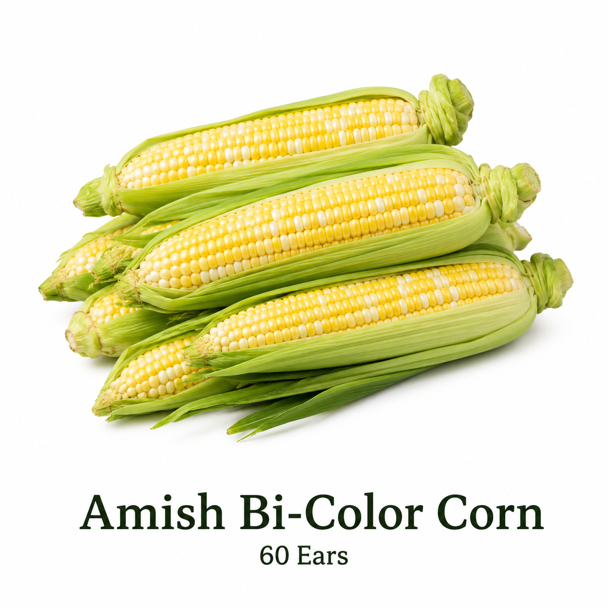 Amish bi-color corn 60 ears