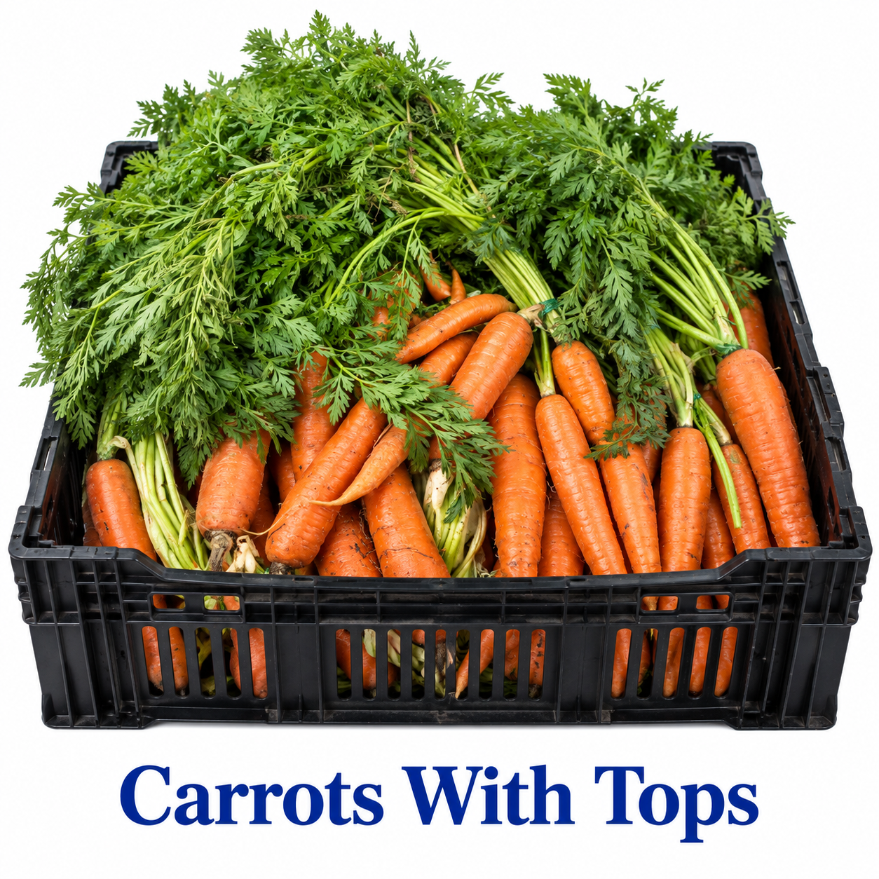 24 bunch Carrots with tops