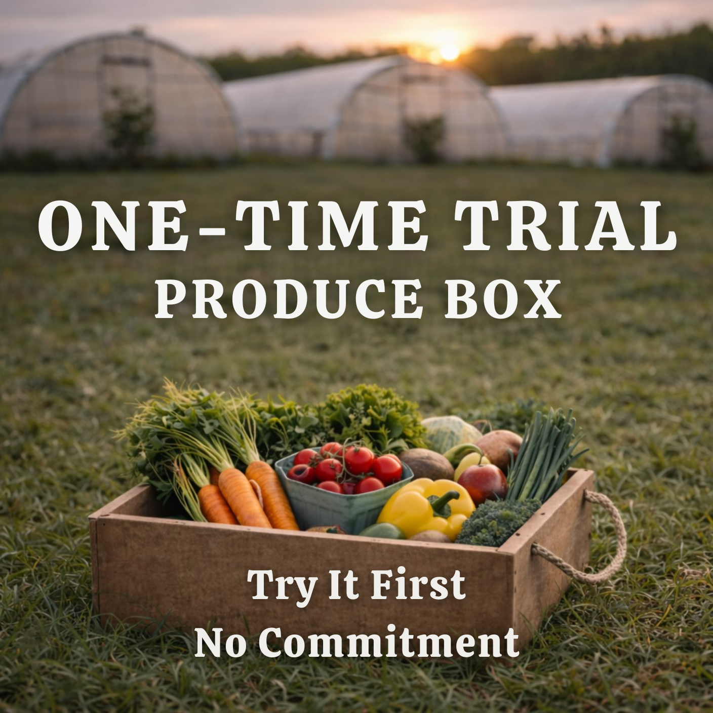 ONE-TIME TRIAL 12lb BOX