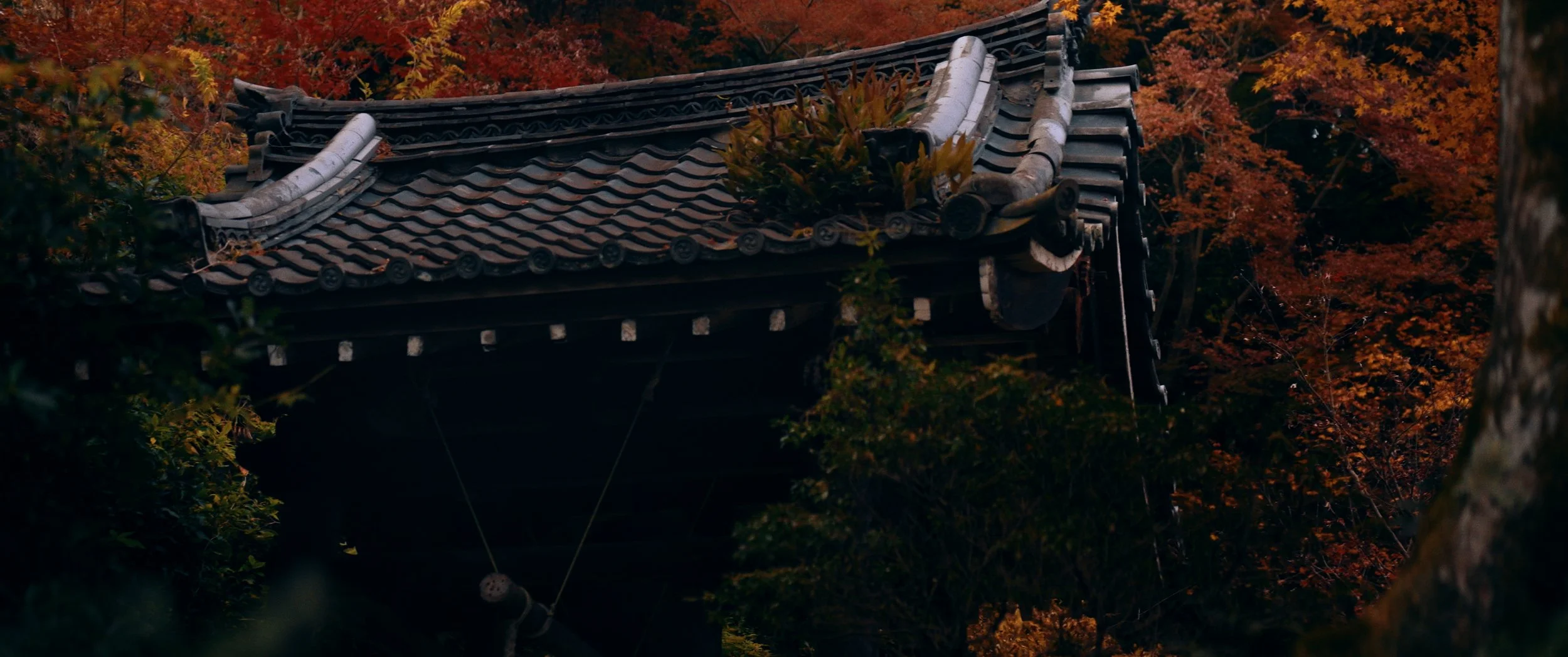 Japan Film_01_03_00_15.jpg