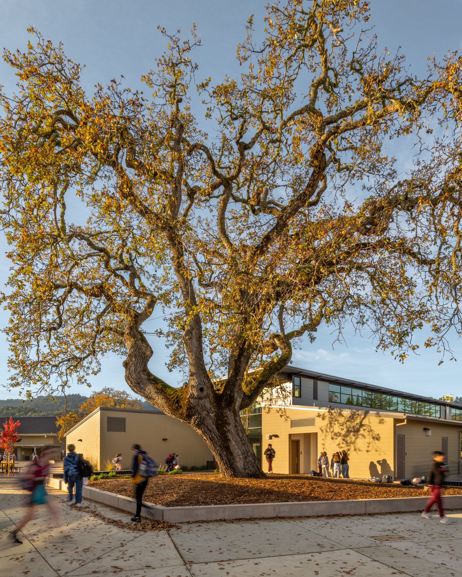  Corte Madera School, Portola Valley Bay Tree Design &amp; CAW Architects Inc. 