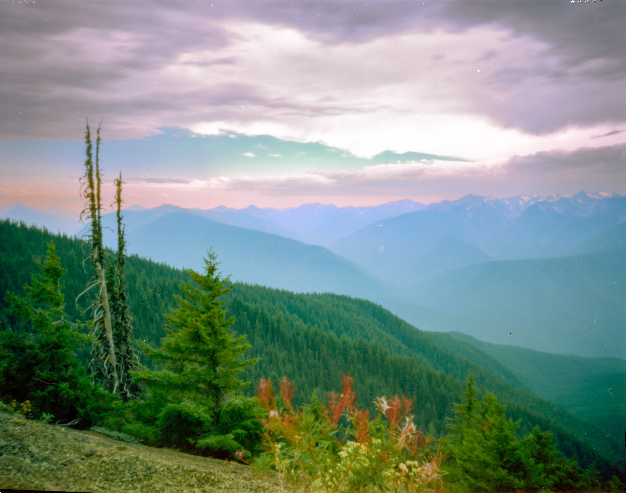 Hurricane Ridge, Olympic National Park