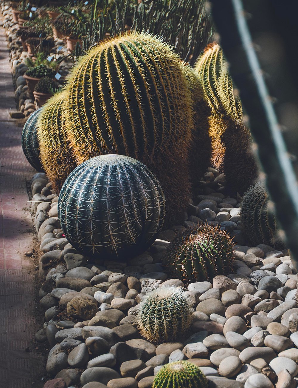 TattooCactus_4.jpeg
