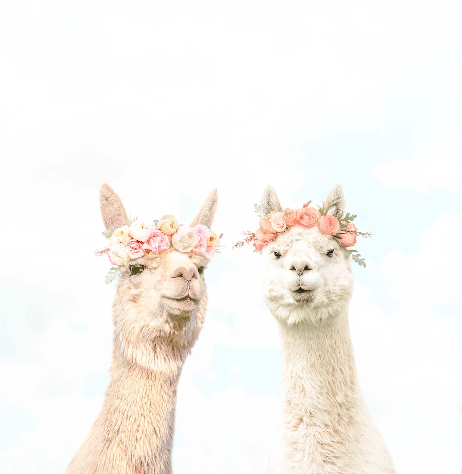 Alpacas-in-Bloom.jpg