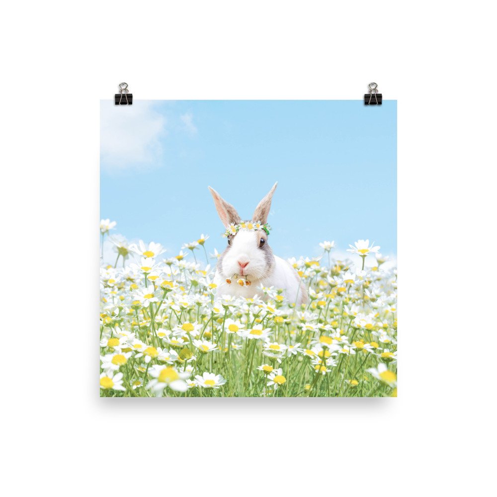 enhanced-matte-paper-poster-(in)-12x12-transparent-61f304a8e4e0e.jpg