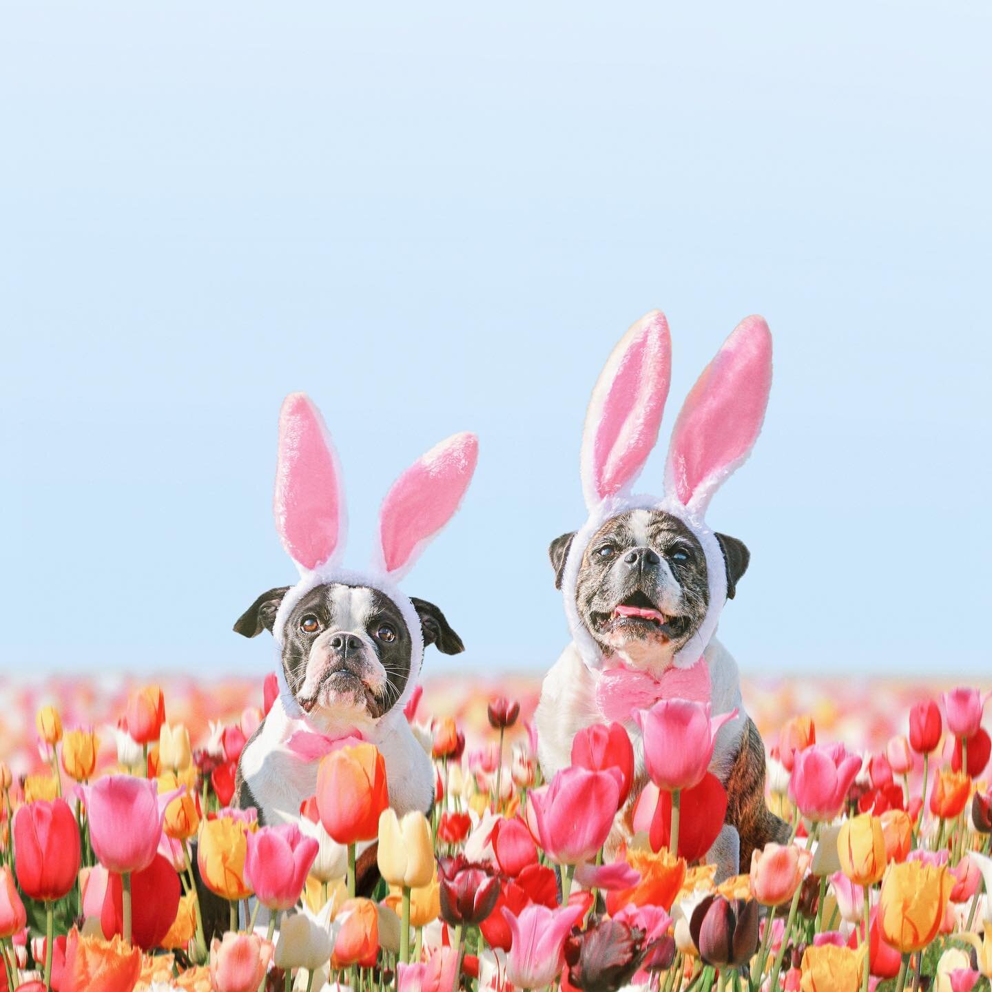 You&rsquo;re simply ear-resistible! 🐰 Wishing everybunny a very happy Easter weekend. 🌷🌷🌷