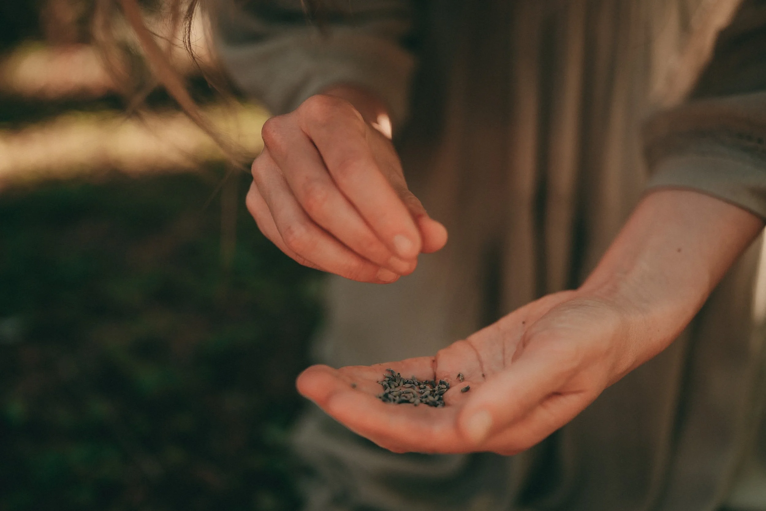 Close-up of two hands, one holding small black seeds or herbs and the other picking some up.
