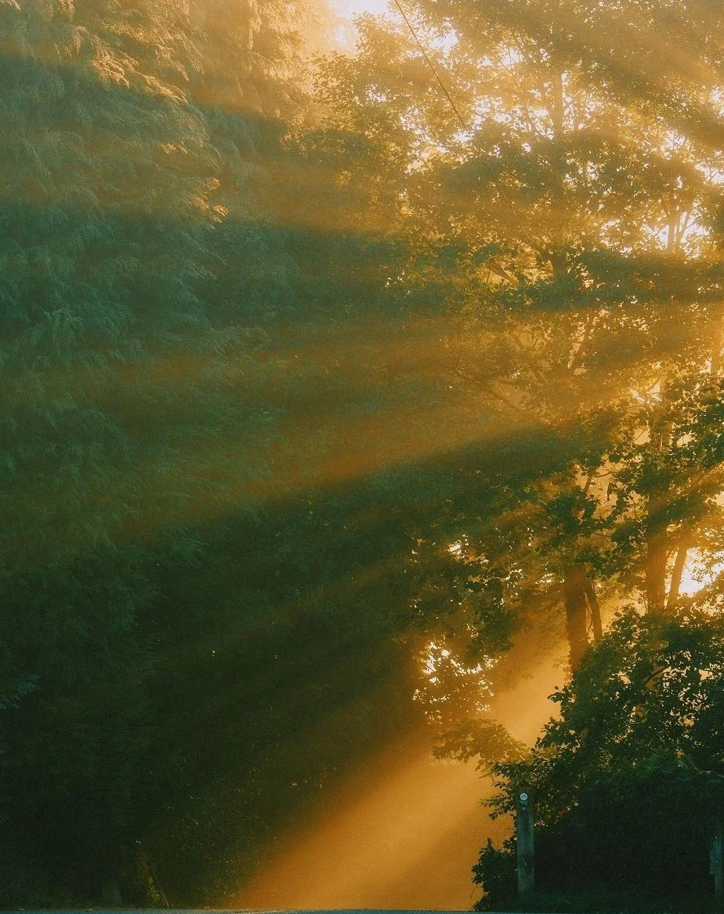 Sunlight streaming through a dense forest, illuminating the tree leaves and creating rays of light.