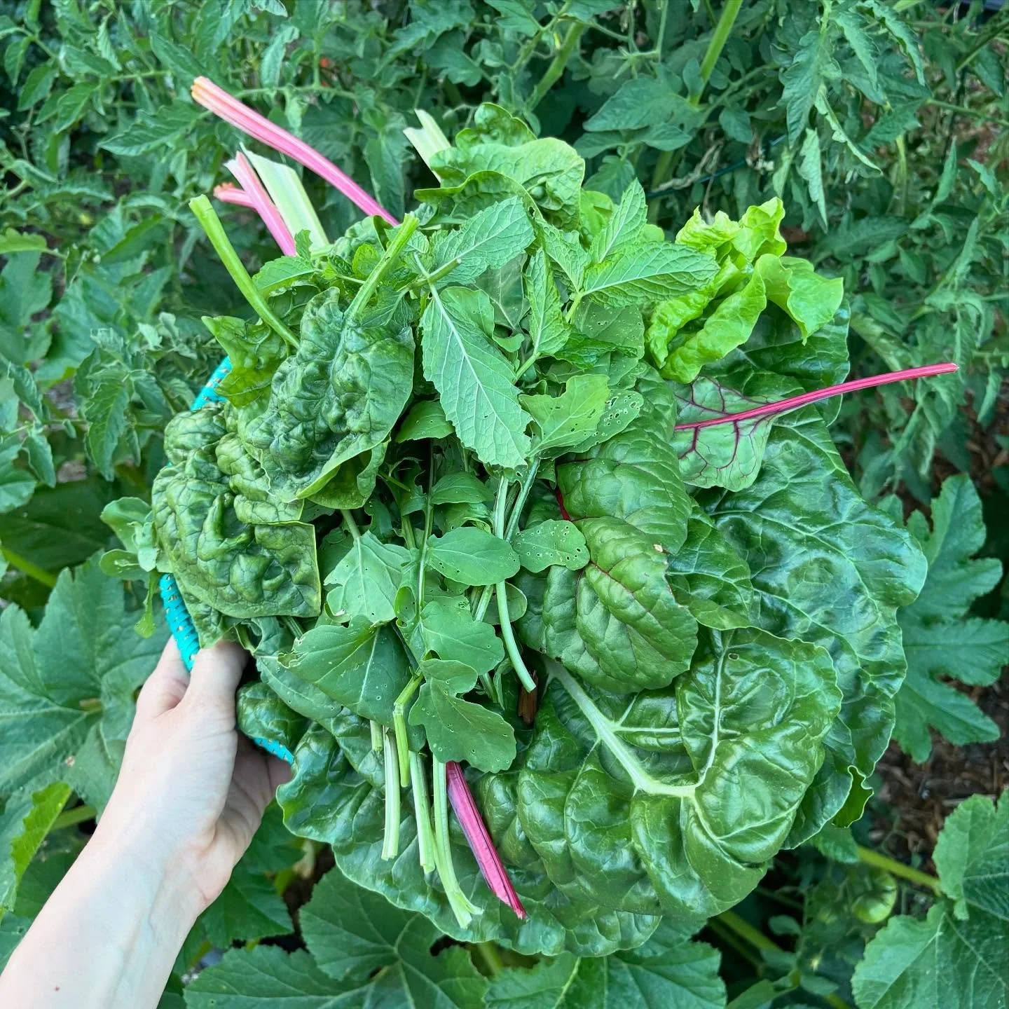 Summer of the starkest liminal light ~ of sweetness and sorrow. Summer of our first garden harvest and summer of children being starved by evil. Summer of night and summer of songs that sound like laments. Summer of friends my soul knows by heart. Su
