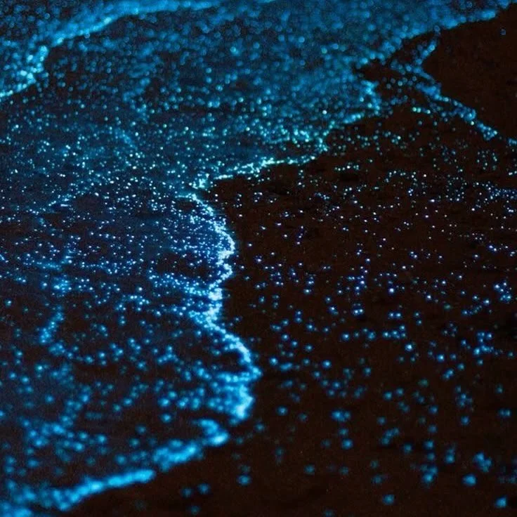 I'll always remember April 2020. Socially distanced yet somehow all so closely connected under a black night sky. Tonight, the stars fell into the sea - and we were here to watch them shine. Circumstances kept us apart; bioluminescence brought us tog